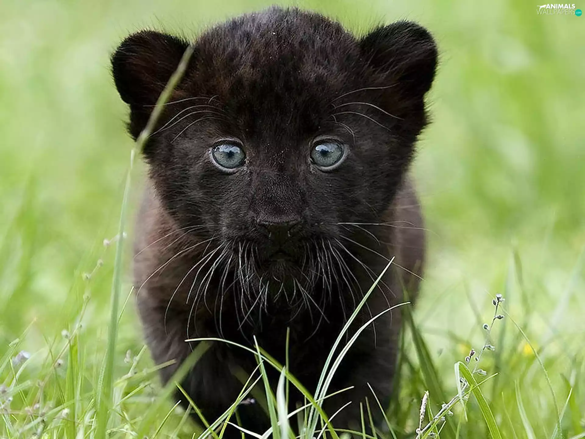 Panther, small, black