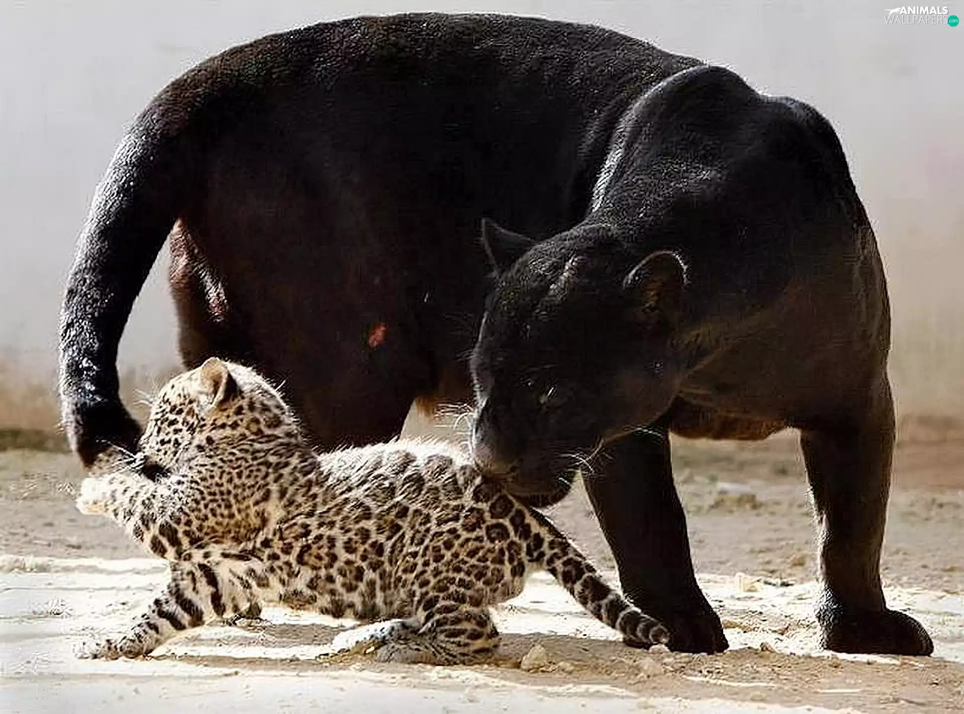 Little leopard, black, Panther