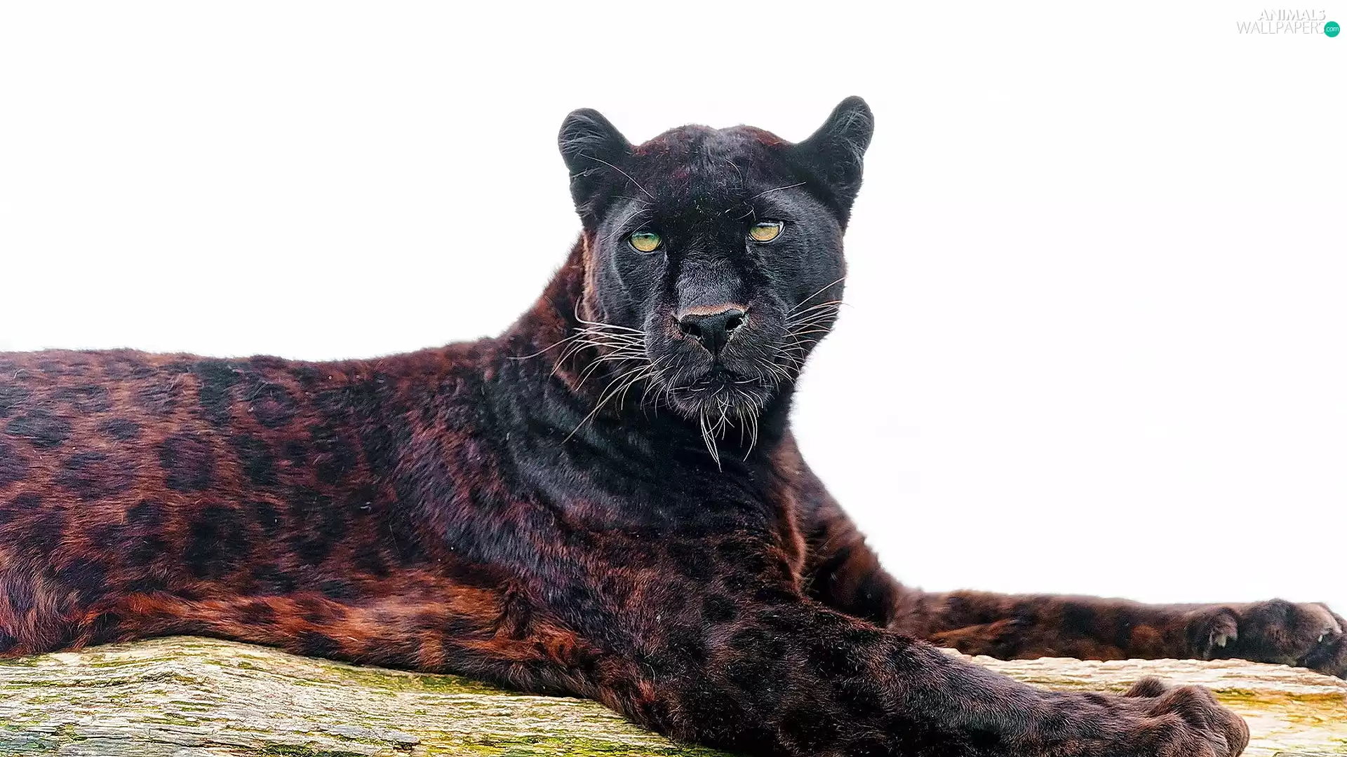 Panther
