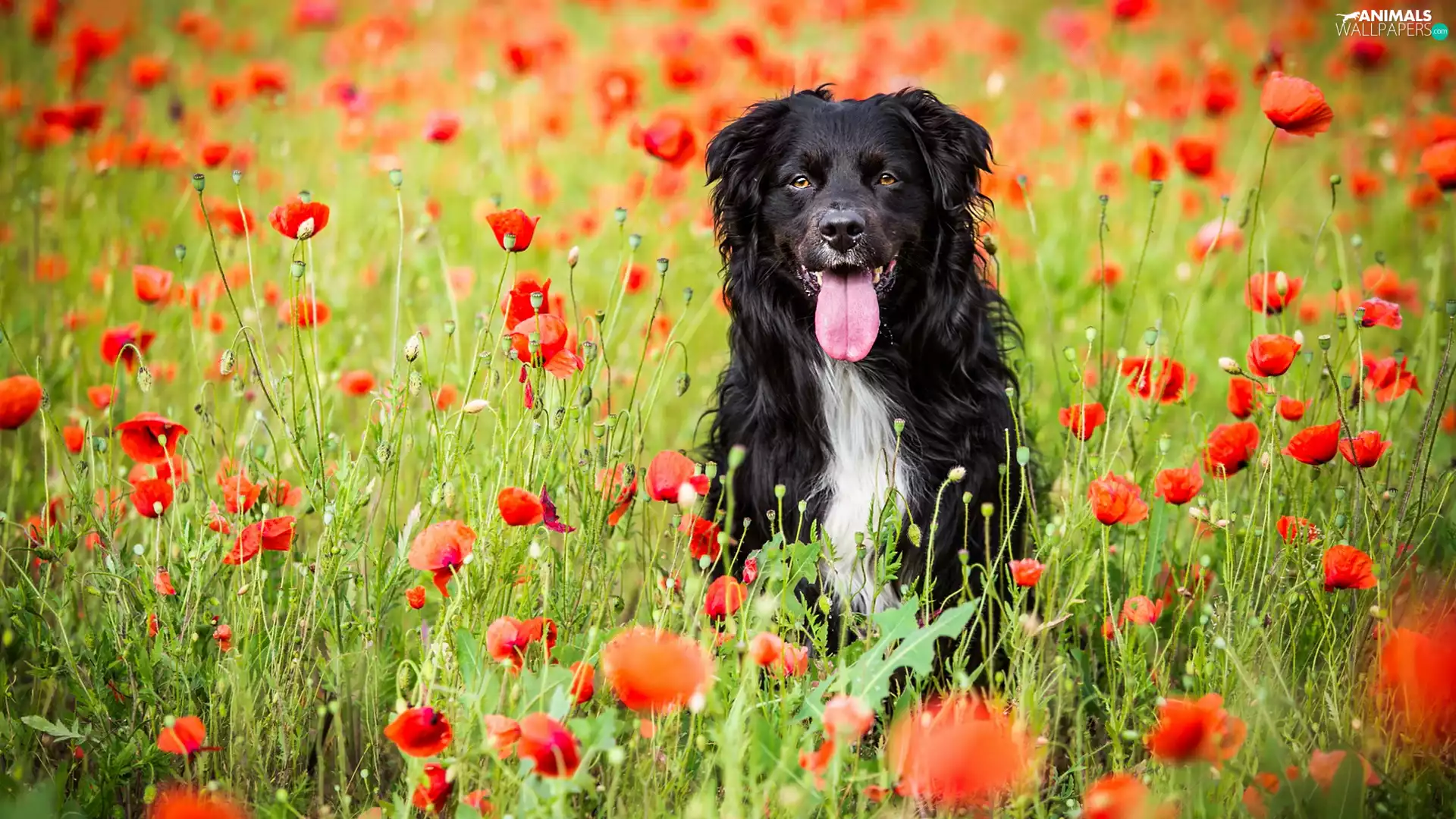 papavers, dog, Meadow