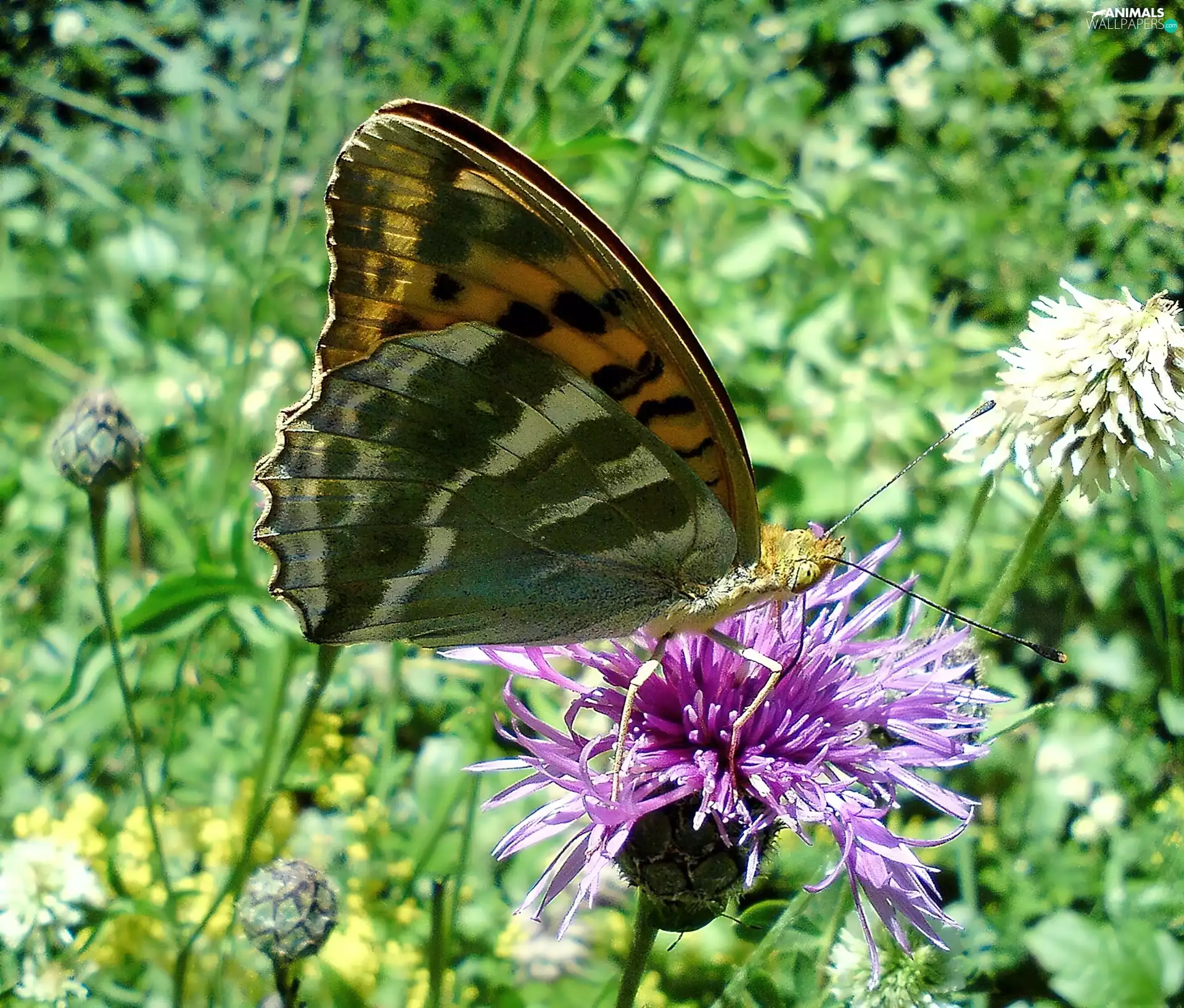 Paphia, butterfly, argynnis