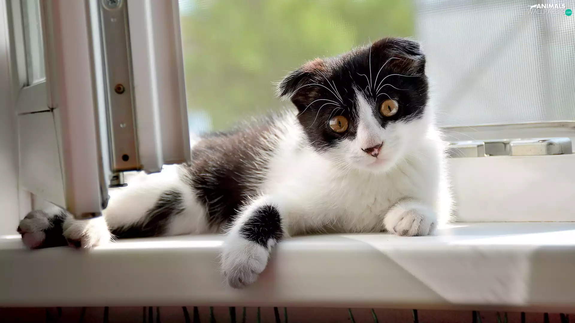 black and white, parapet, Window, cat