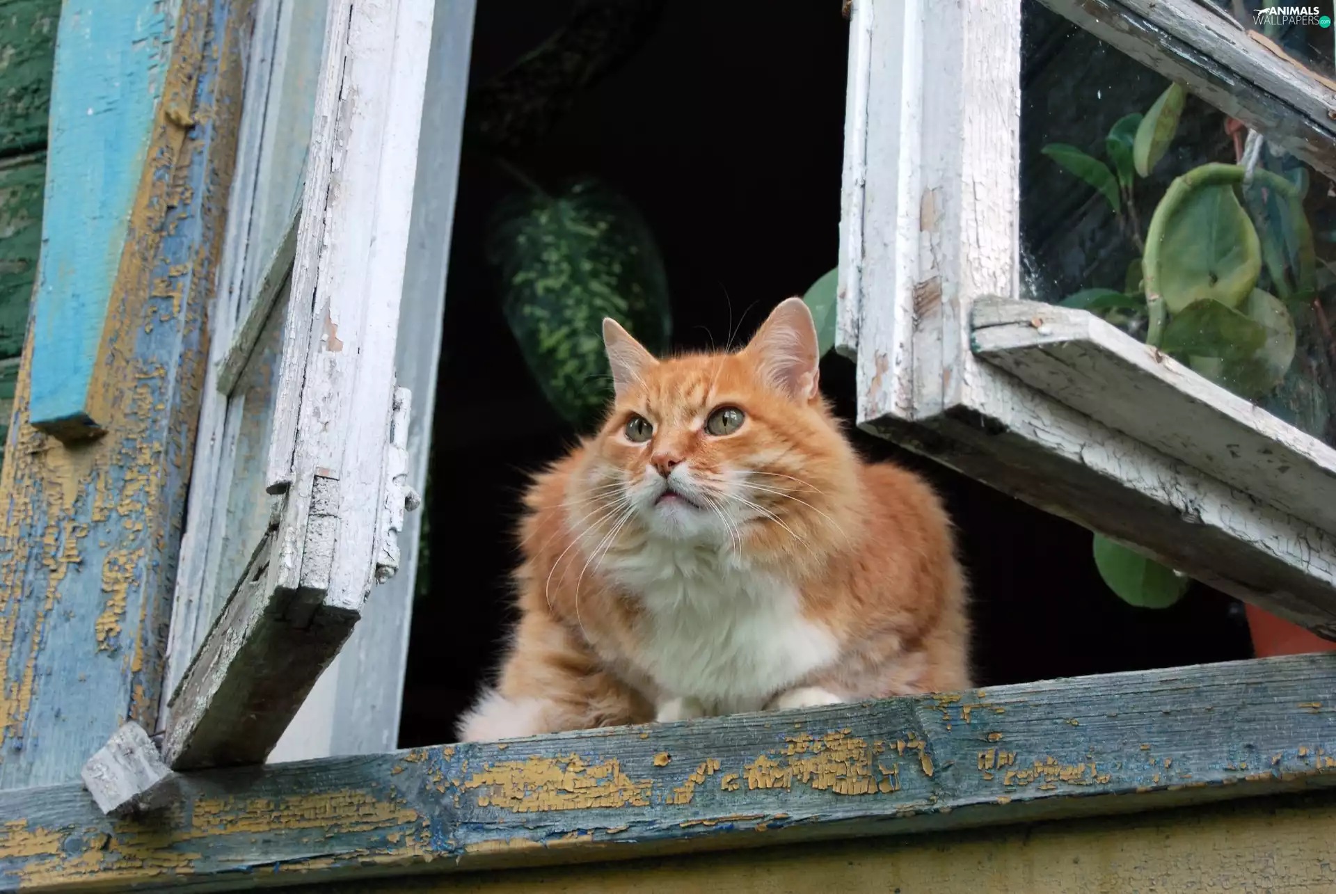 cat, old, Window, parapet