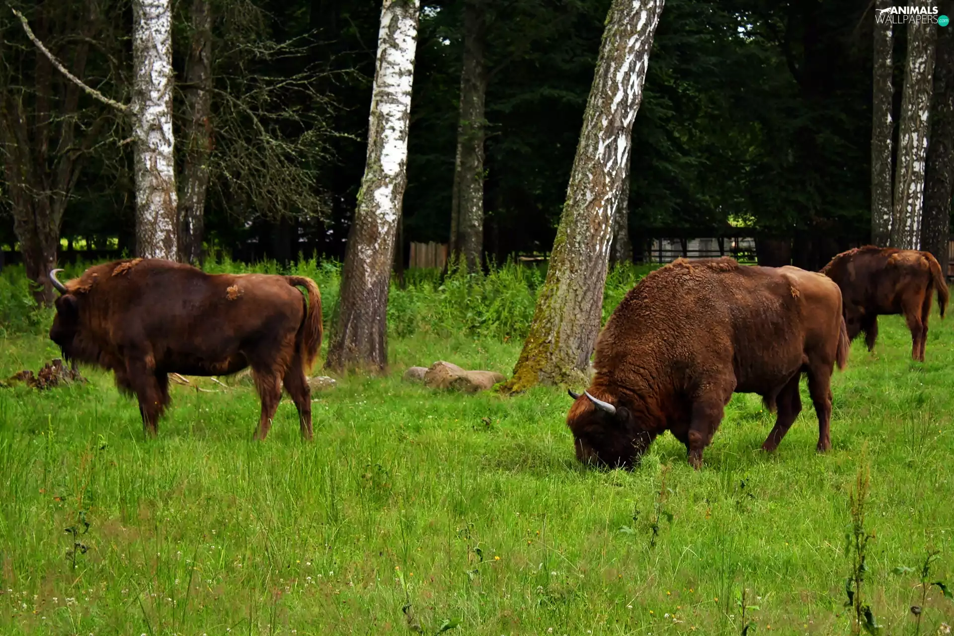 Bialowieski, national, Bisons, Park