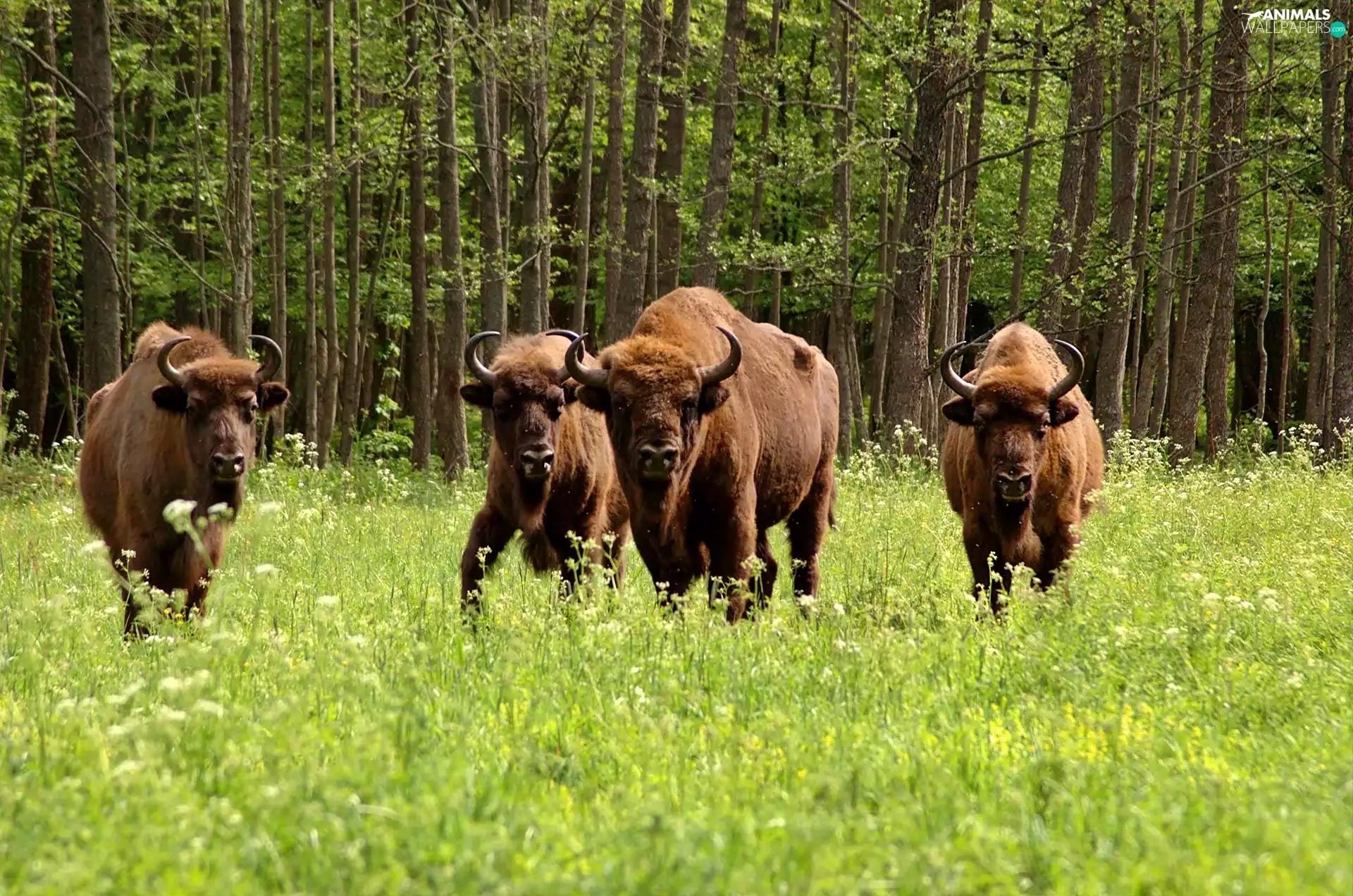 Bialowieski, national, Bisons, Park