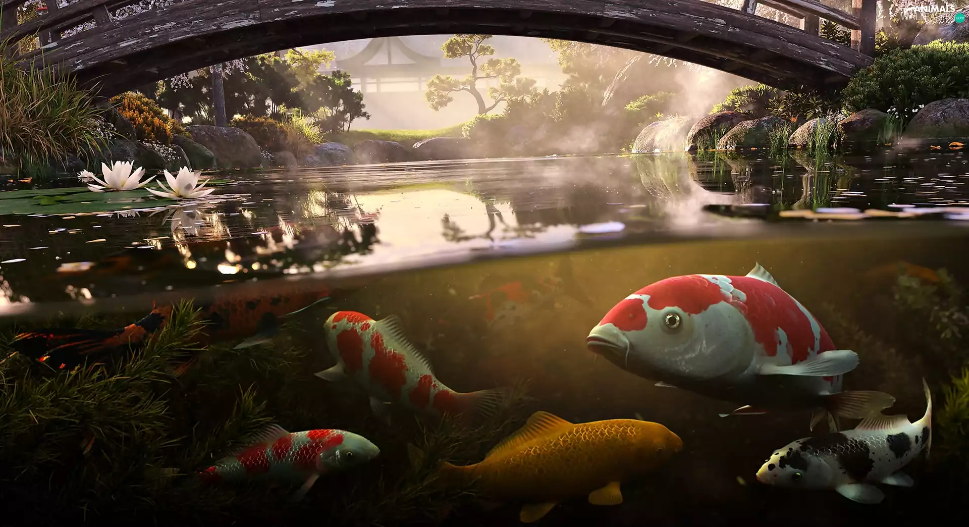 Koi Carp, bridge, Park, Pond - car