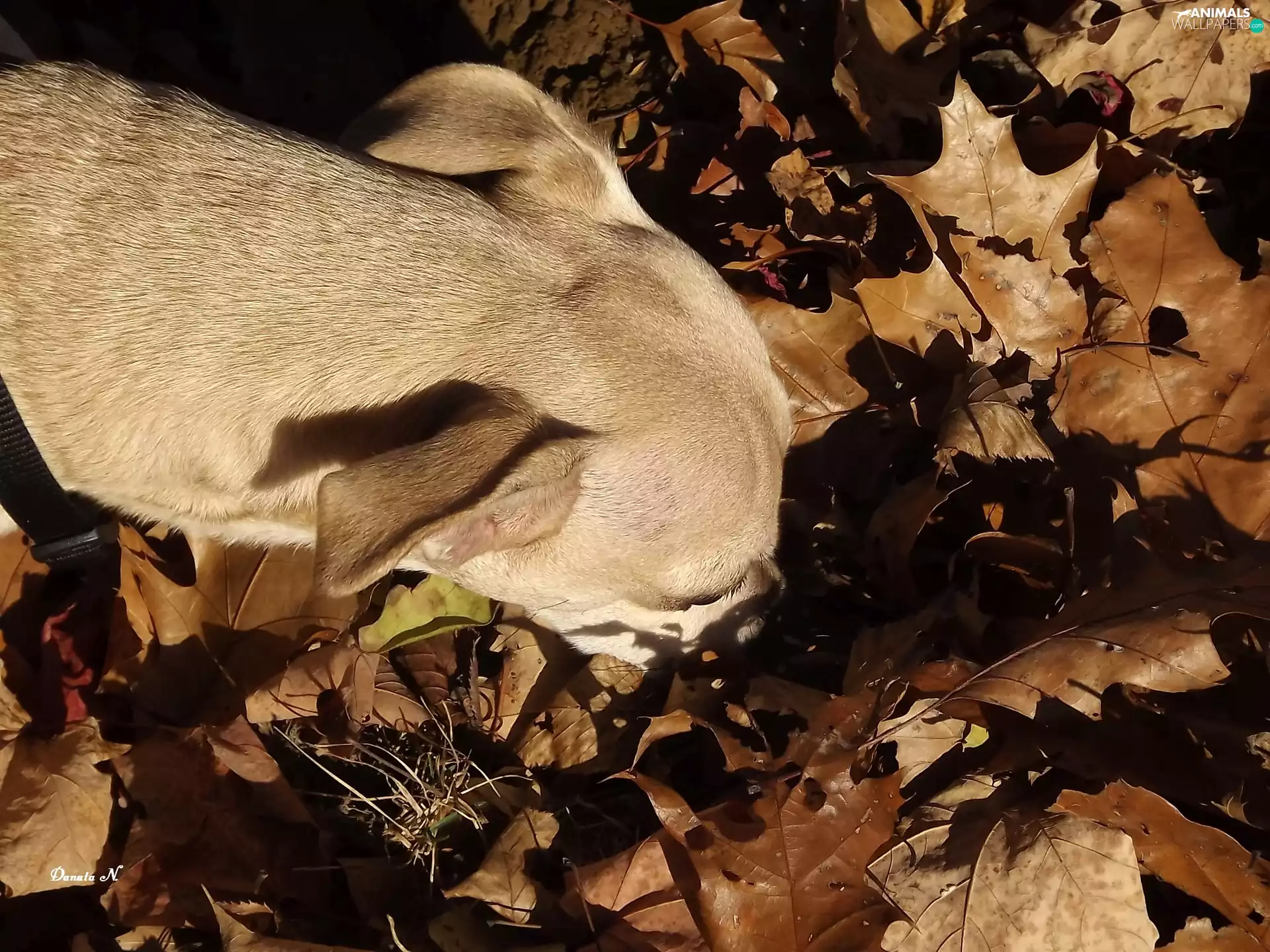 muzzle, dog, Autumn, Park, Leaf, Chihuahua