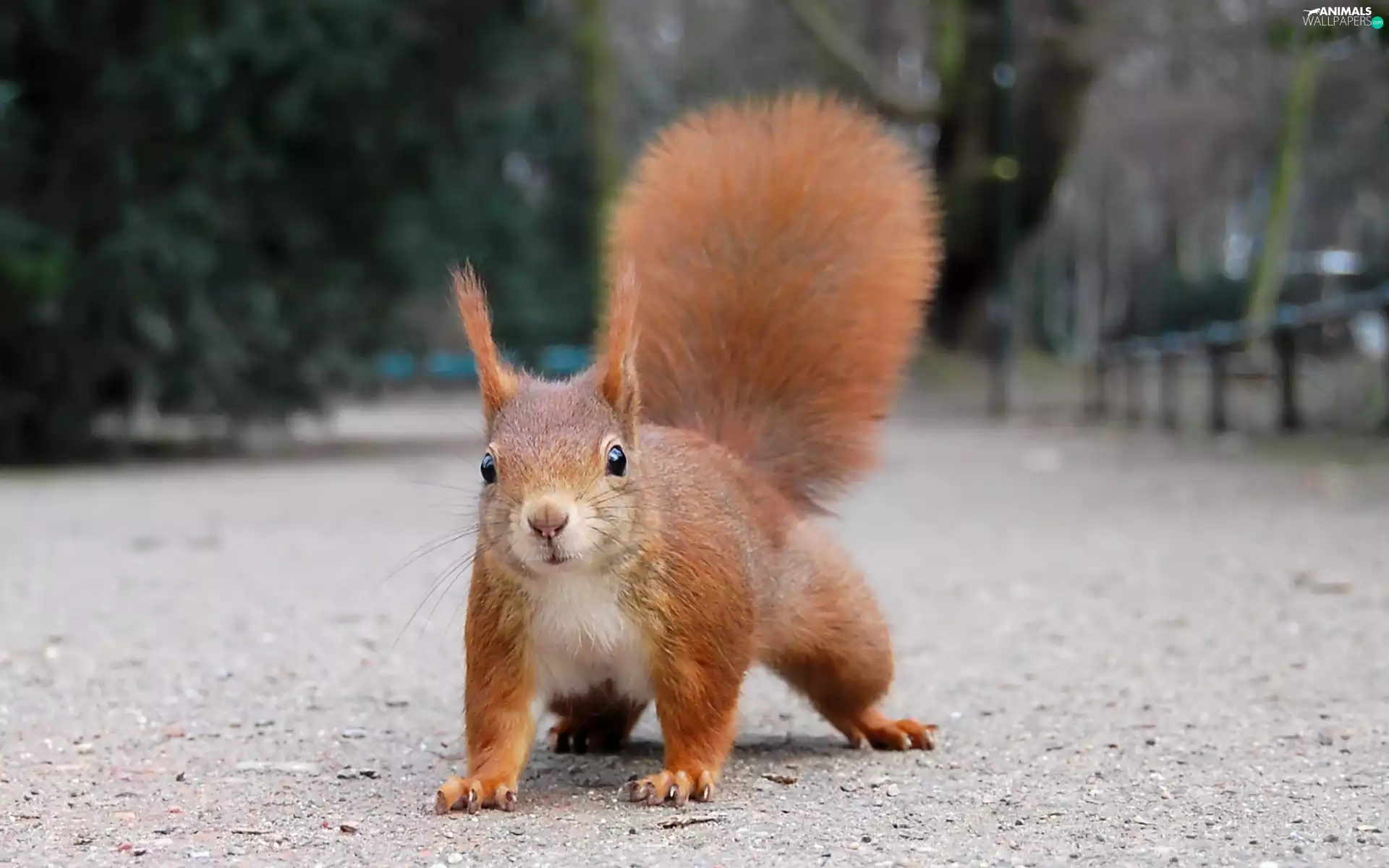 Park, squirrel, crest