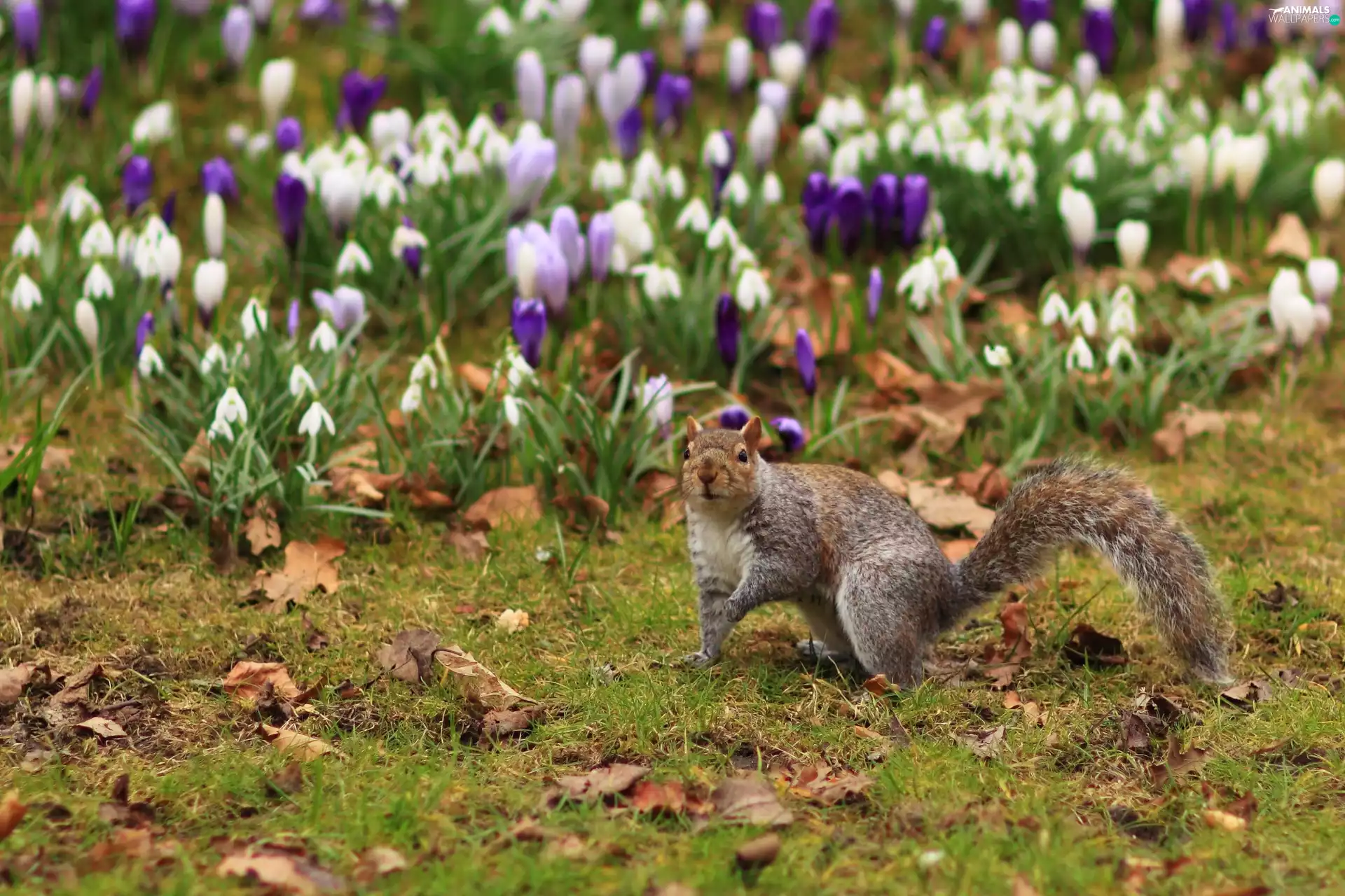 Park, squirrel, crocuses