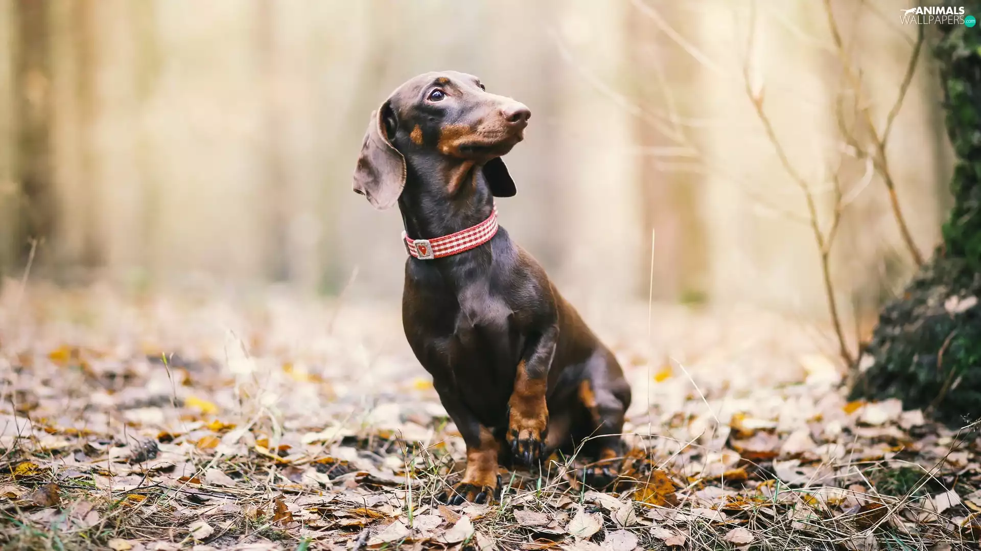 Leaf, Dachshund Shorthair, Park