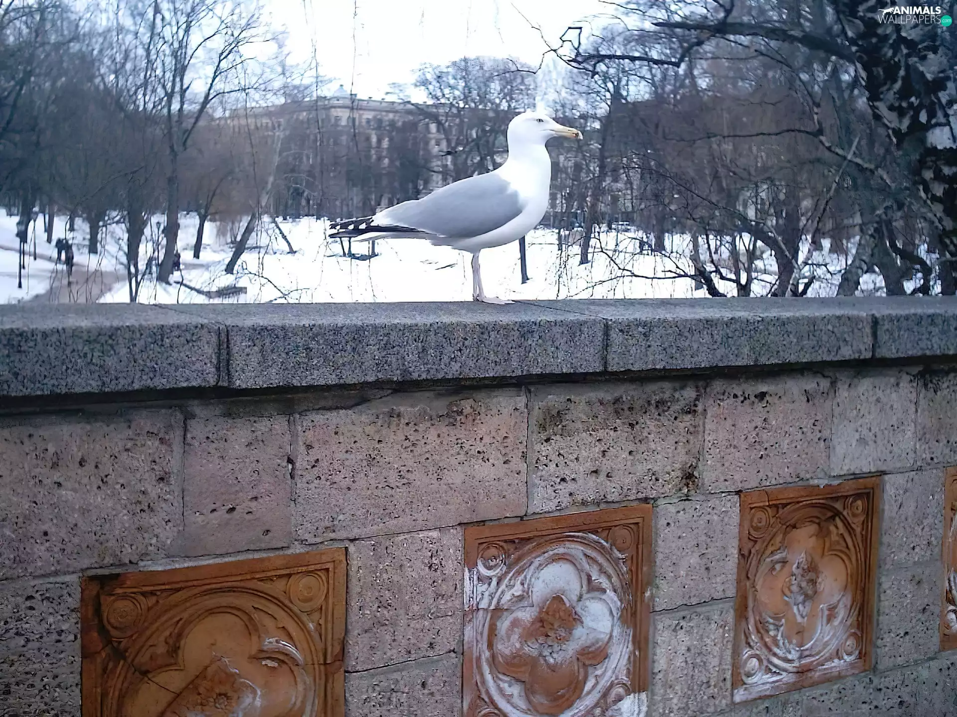 Park, seagull, ledge