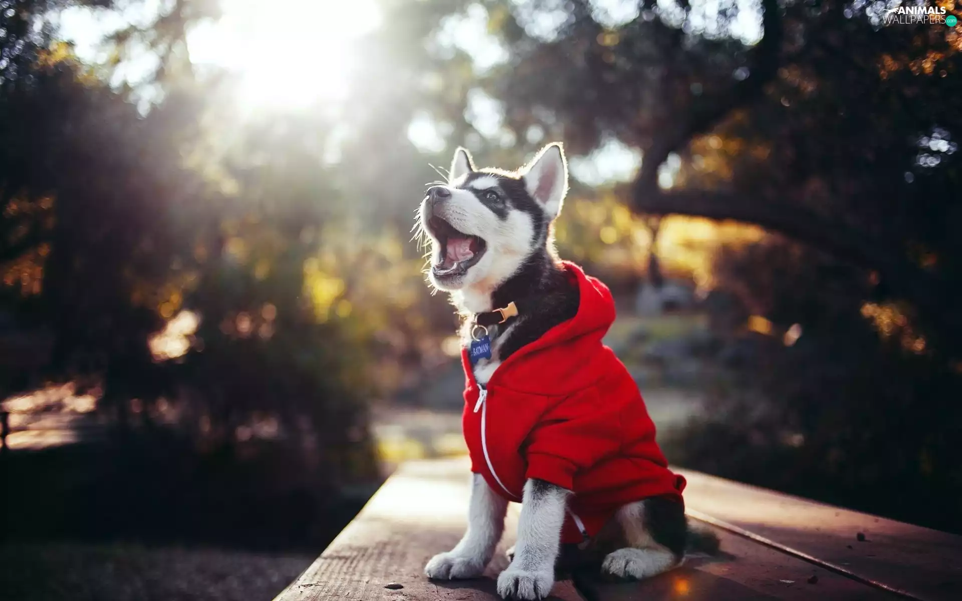 Bench, Park, puppie, clothes, Husky