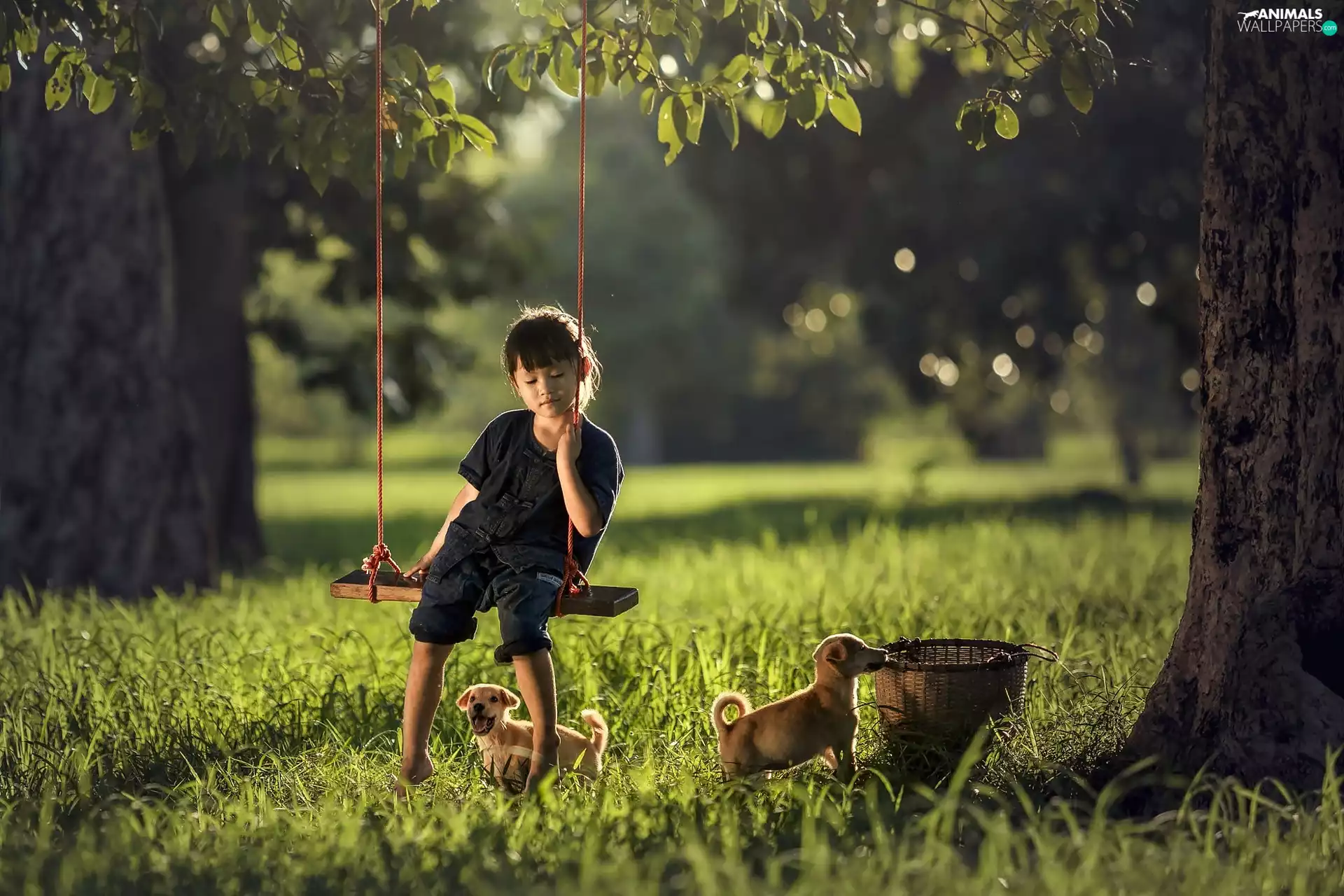 basket, Park, Swing, Puppies, girl