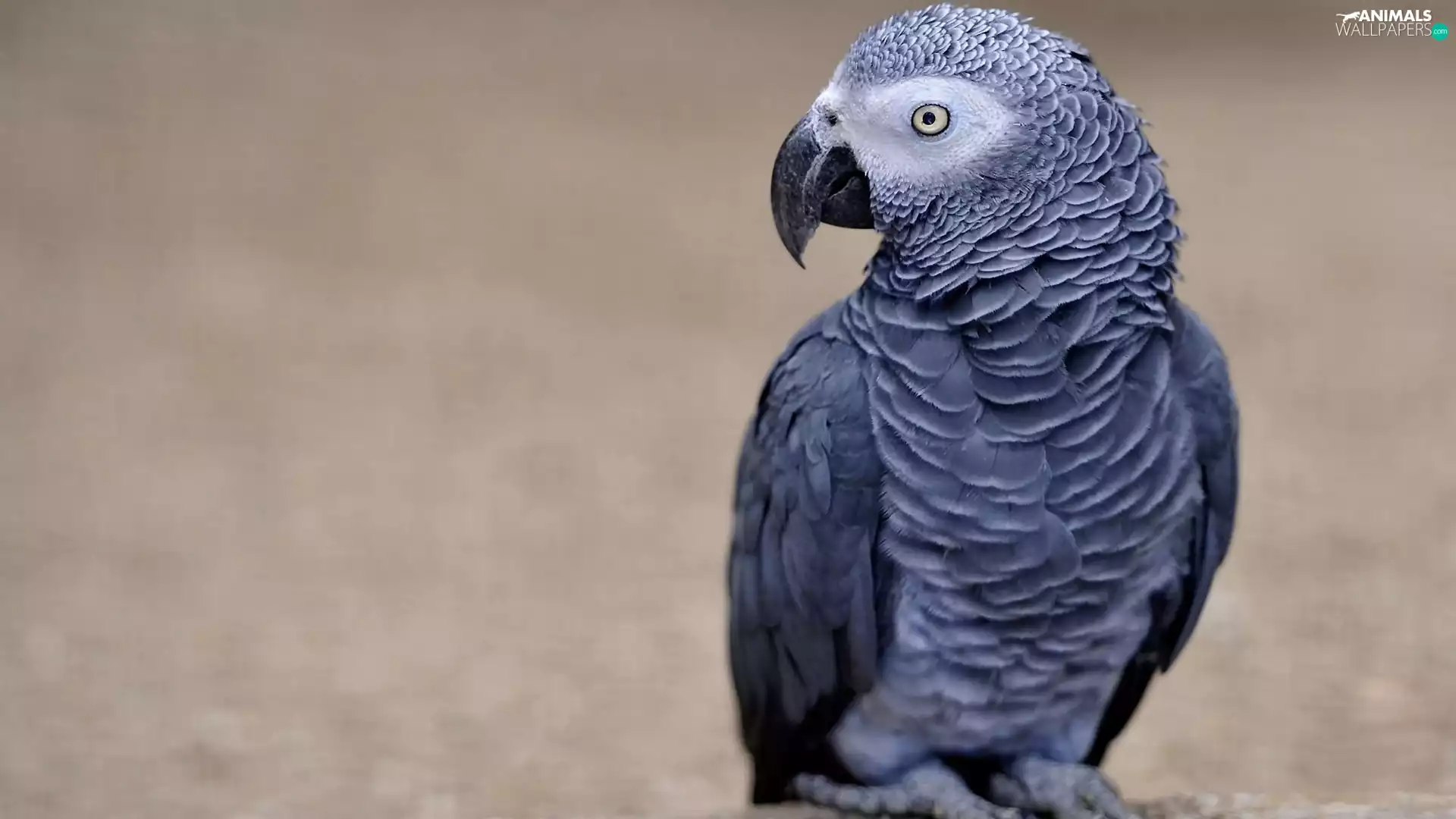 Liberian, parrot, African Grey Parrot