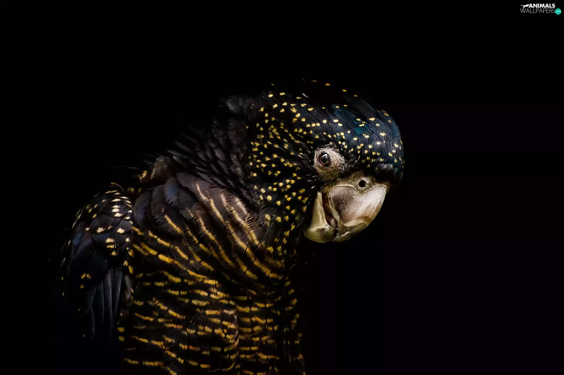 black, Black-and-Red Cockatoos, Calyptorhynchus banksii, parrot