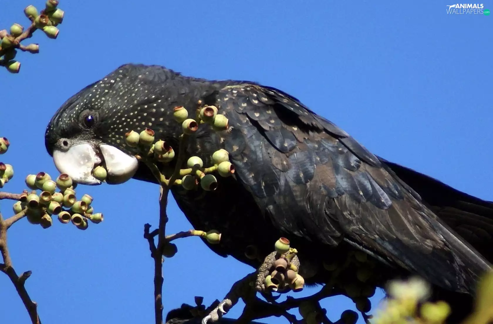 parrot, Twigs, black
