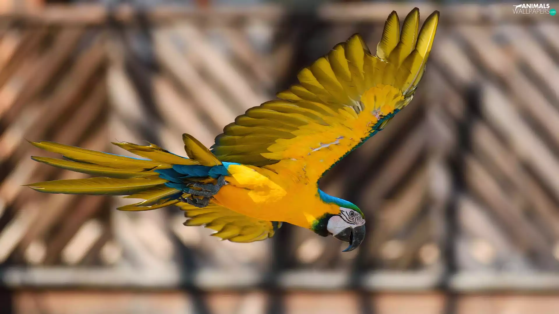 wings, flight, blue-and-yellow macaw, spread, parrot