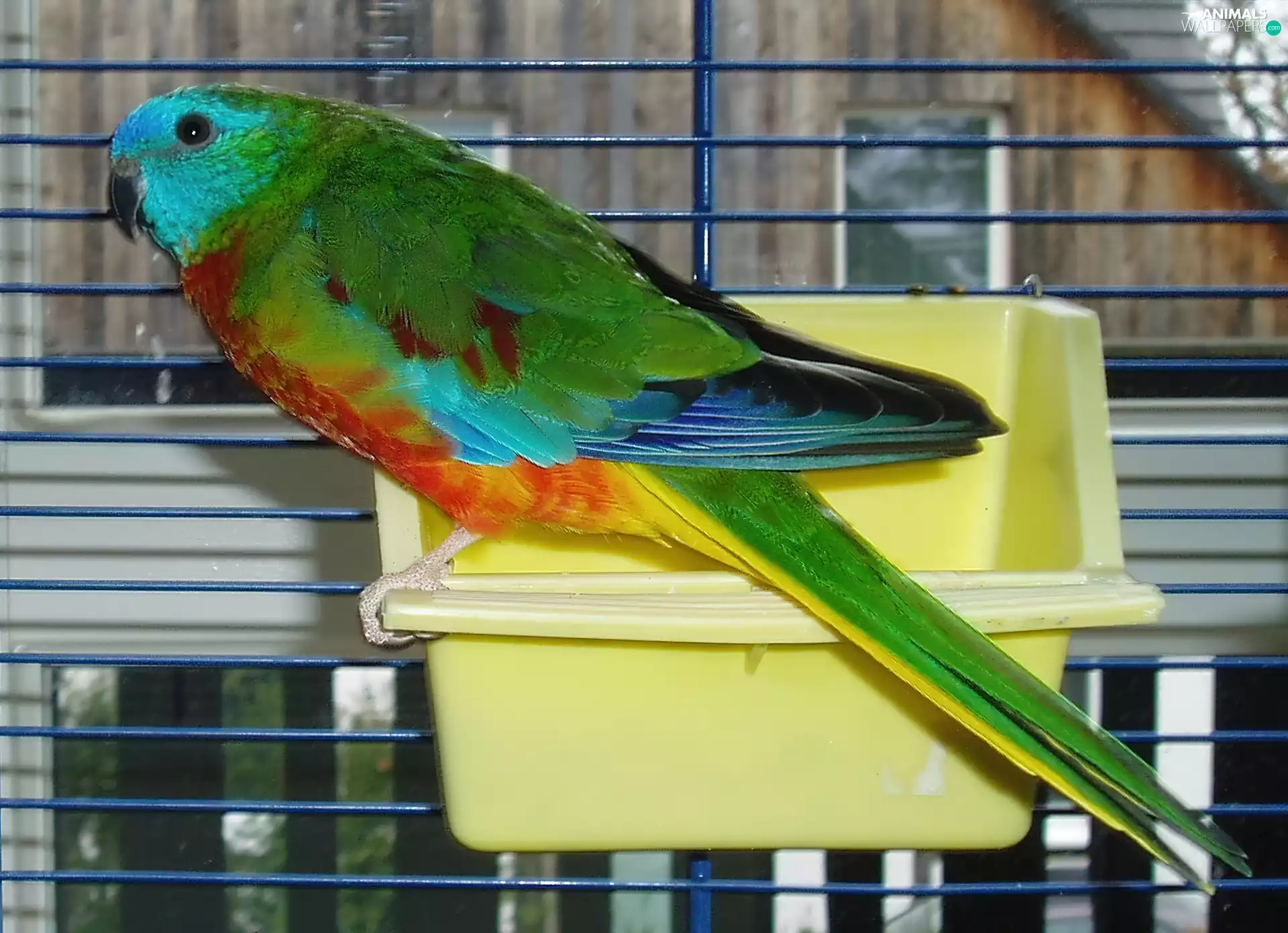 parrot, Cage