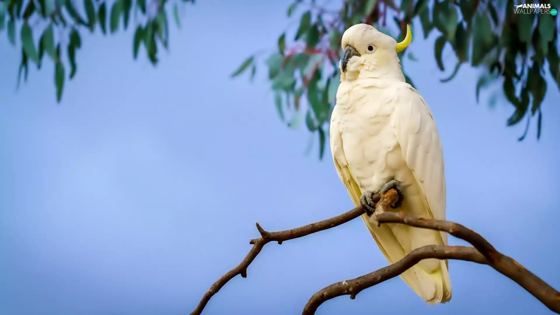 parrot, cockatoo