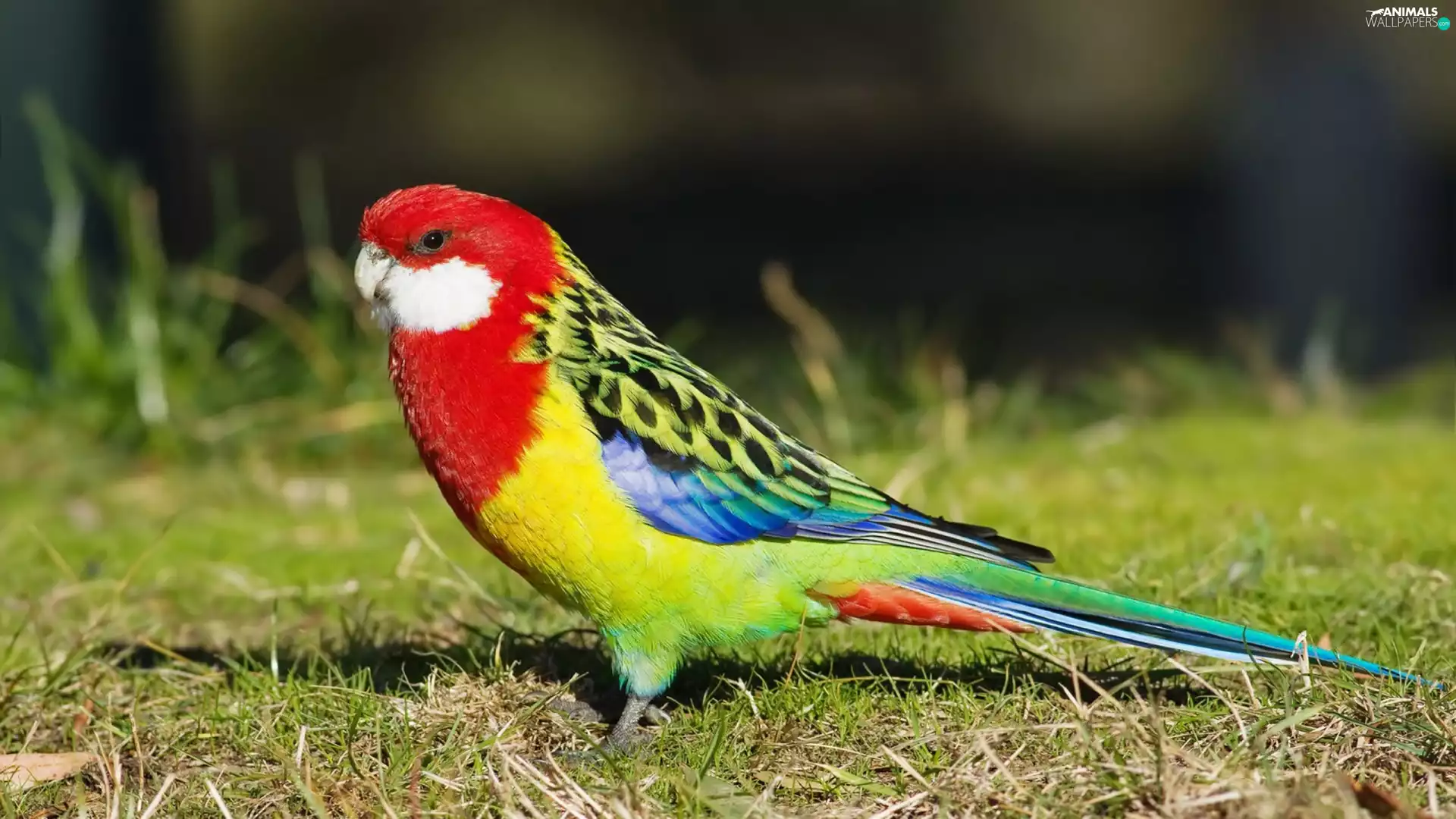 parrot, grass, Coloured
