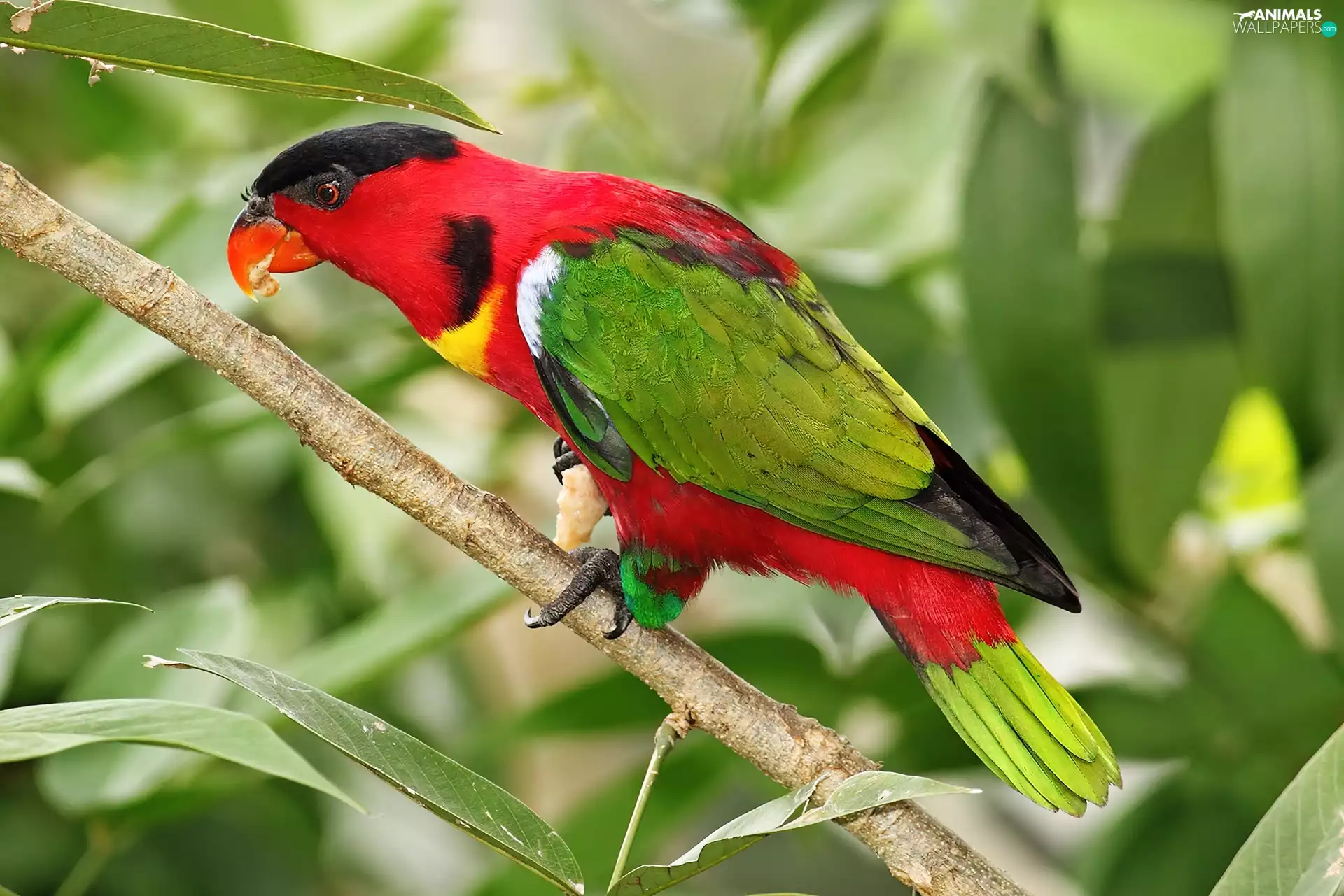 Coloured, twig, leaves, parrot