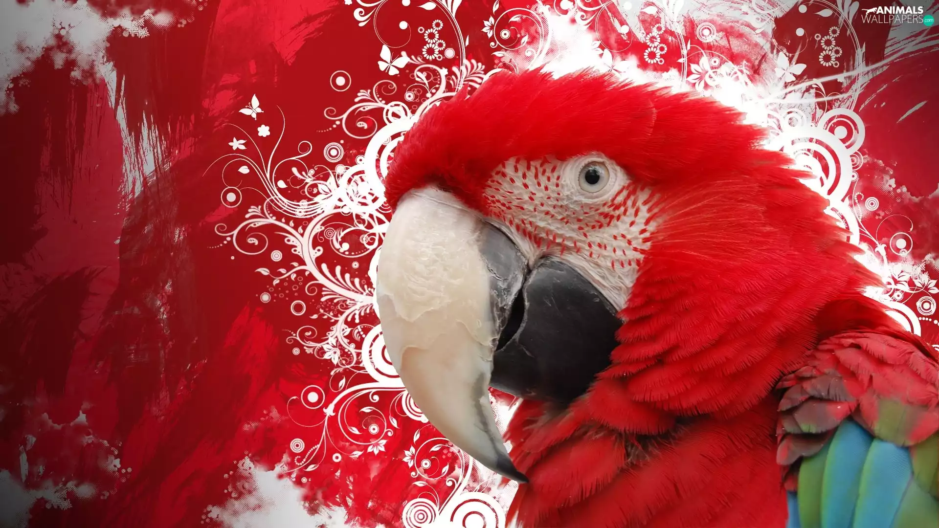 Coloured, ara, nose, parrot