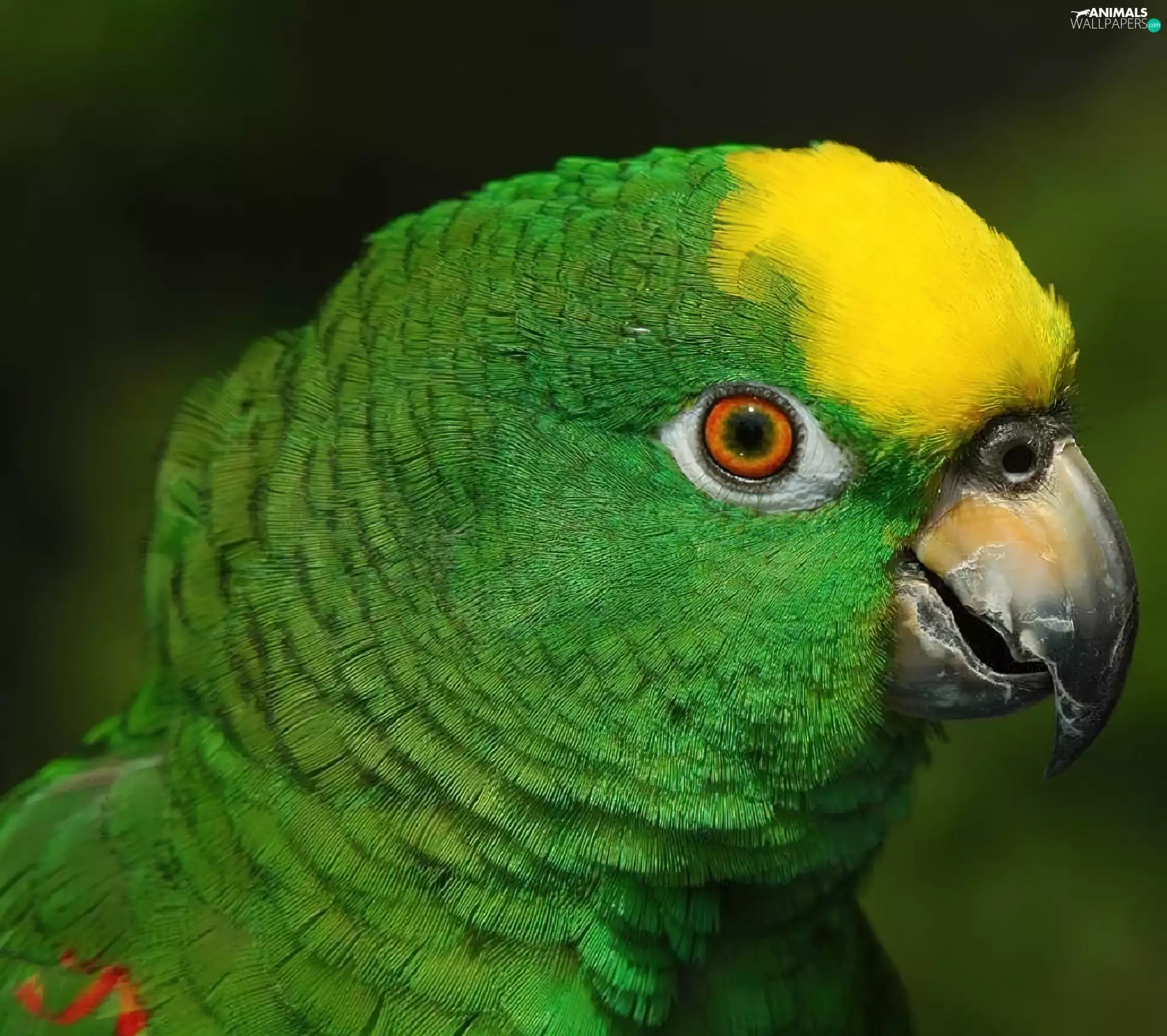 green, parrot, conures, Yellow Honda