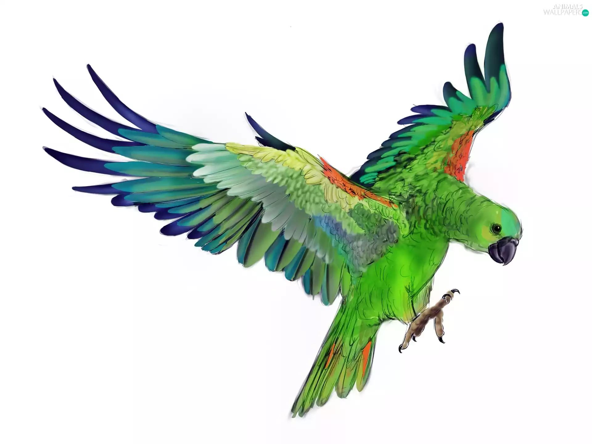 parrot, Drawing