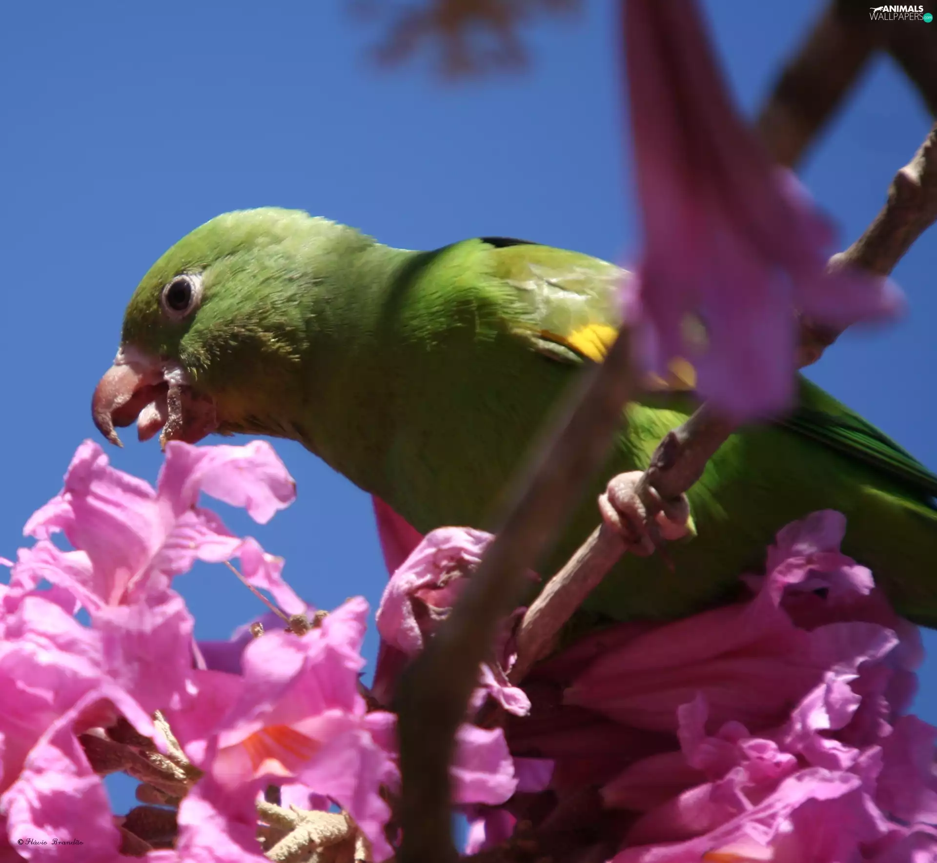 parrot, Flowers