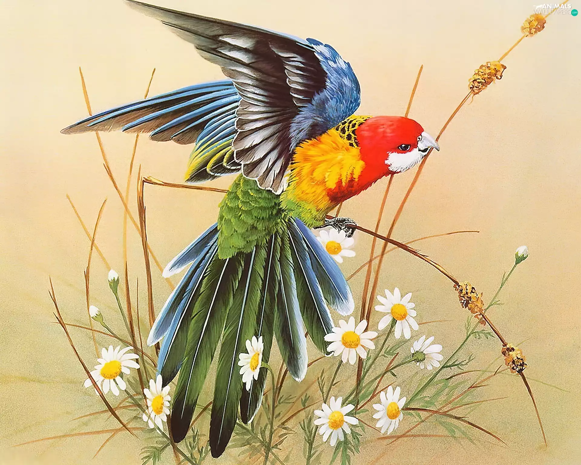 parrot, Flowers