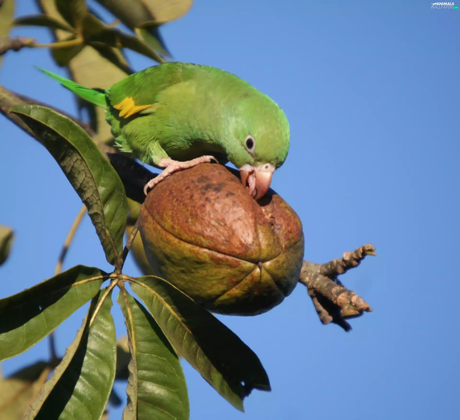 parrot, fruit