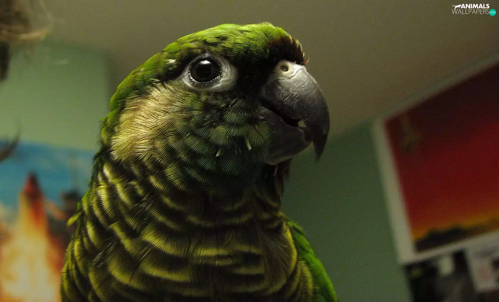 Green, Head, conures, parrot