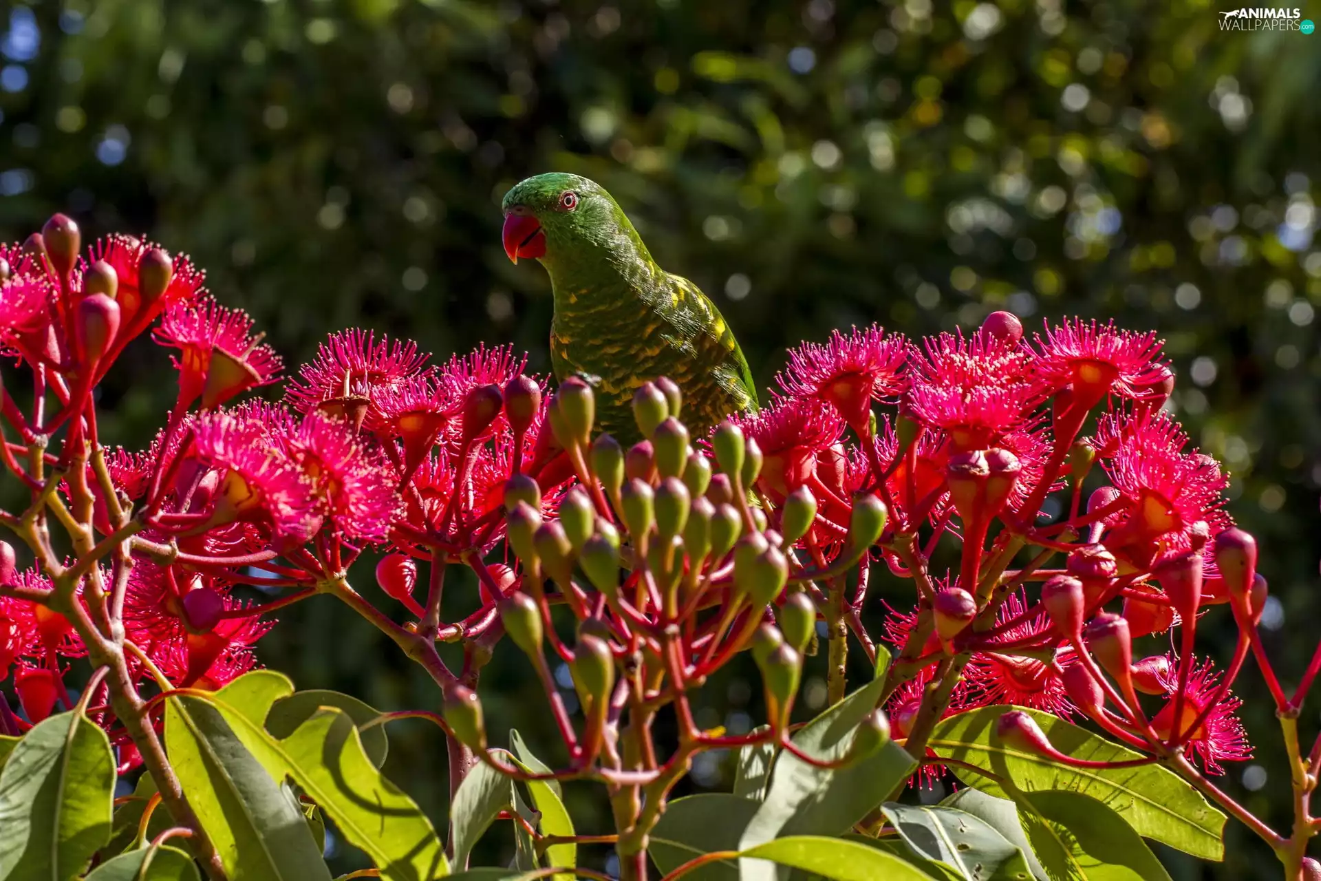 Green, Red, Flowers, parrot