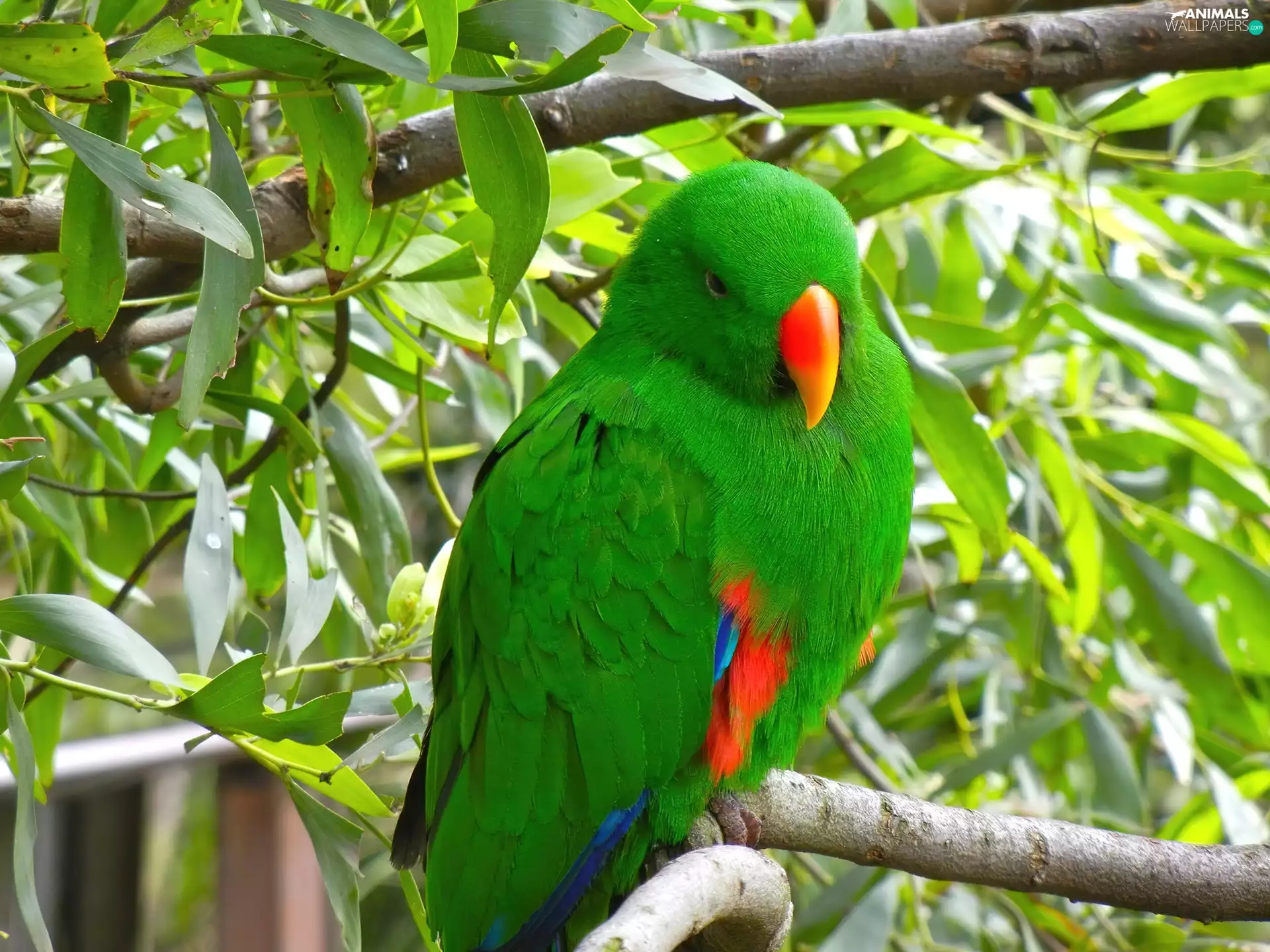 Green, Twigs, leaves, parrot