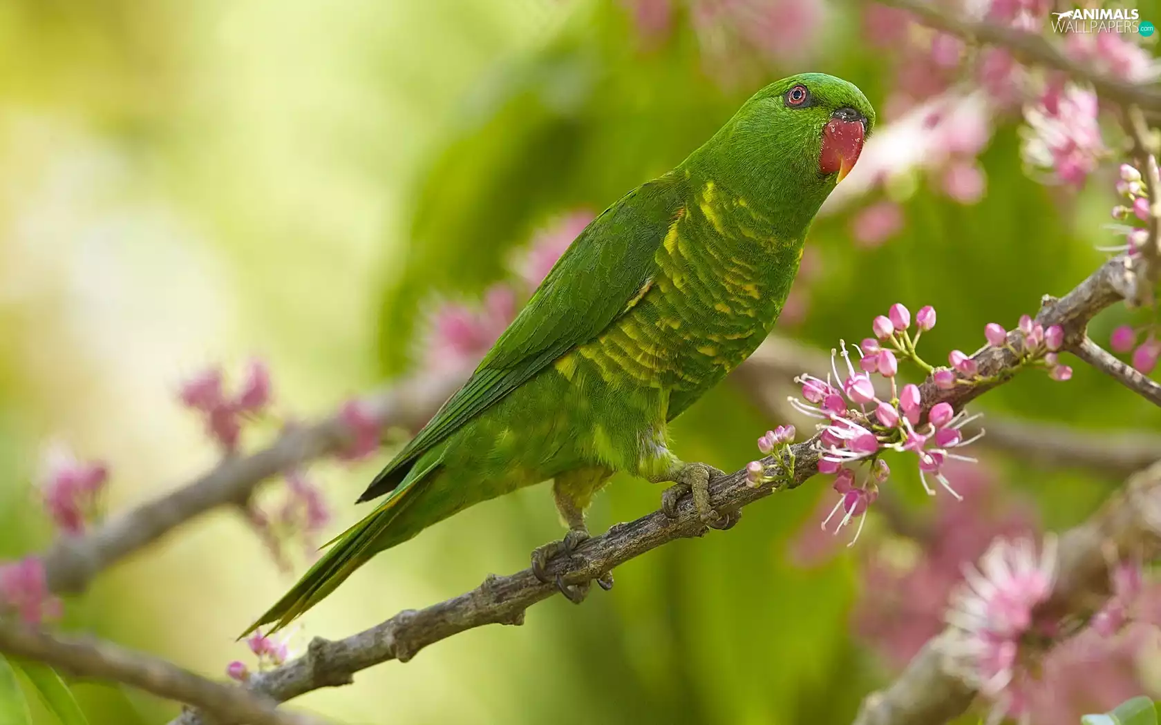 Green, Blossoming, twig, parrot