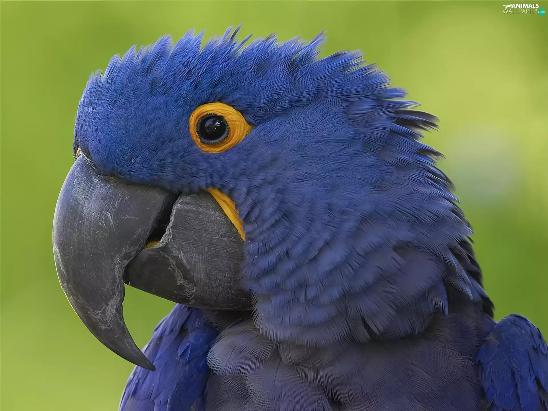 Hyacinth Macaw, Blue, parrot