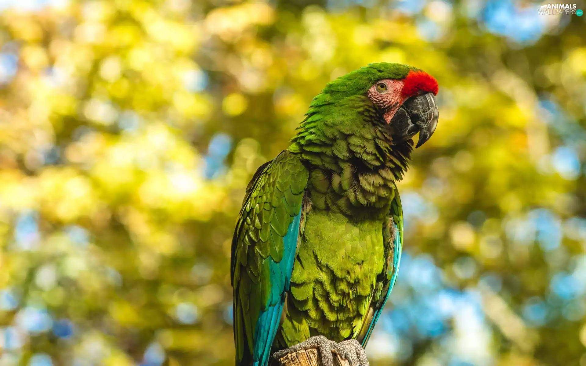 parrot, Military Macaw