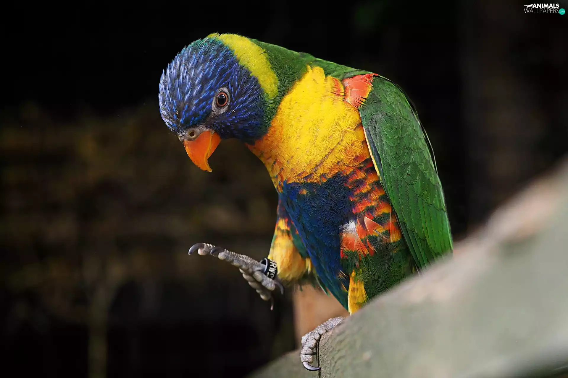 Mountain Rainbow Lorikeet, parrot