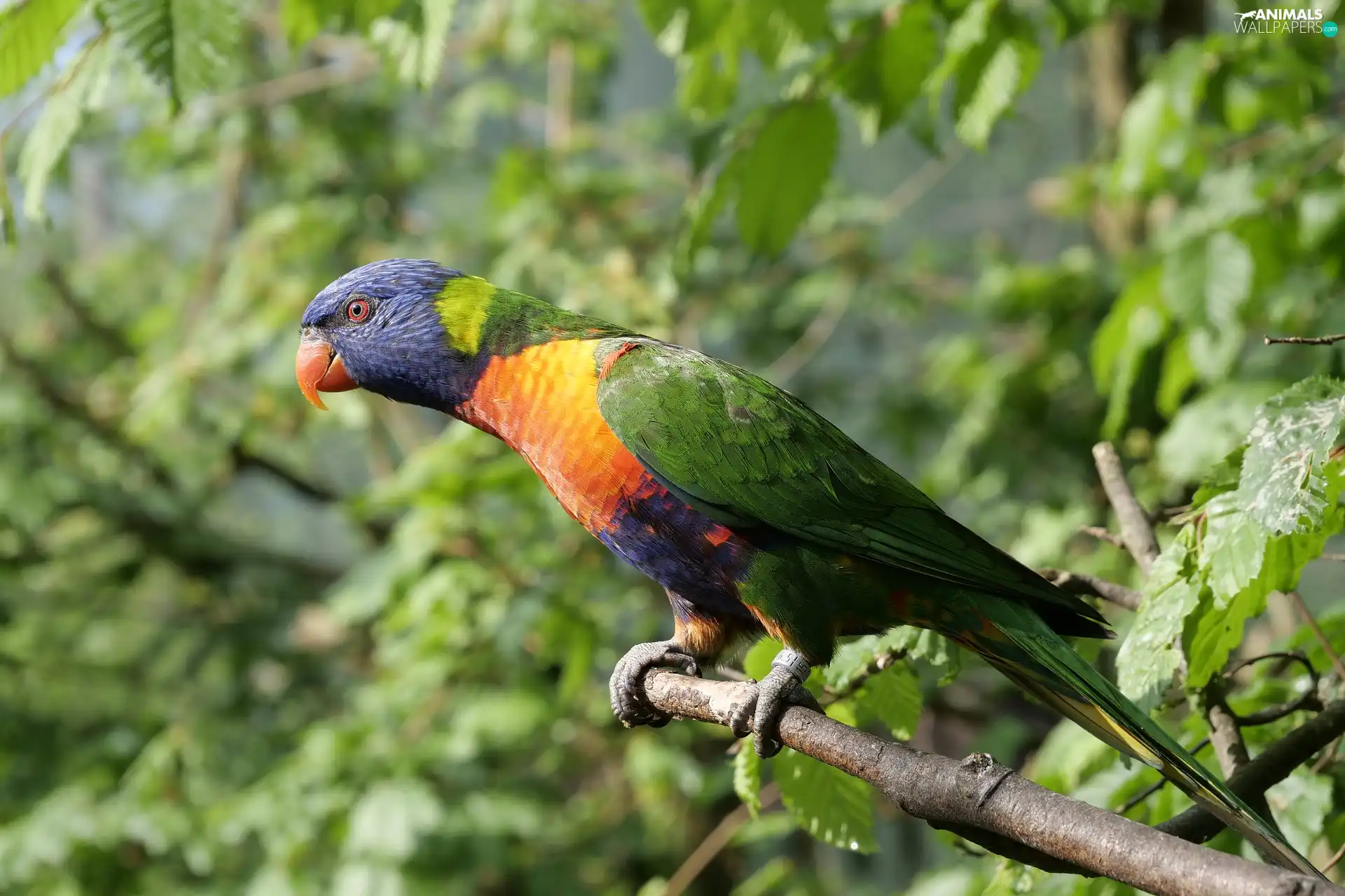 Lod on the beach, branch pics, parrot, Mountain Rainbow Lorikeet, Bird