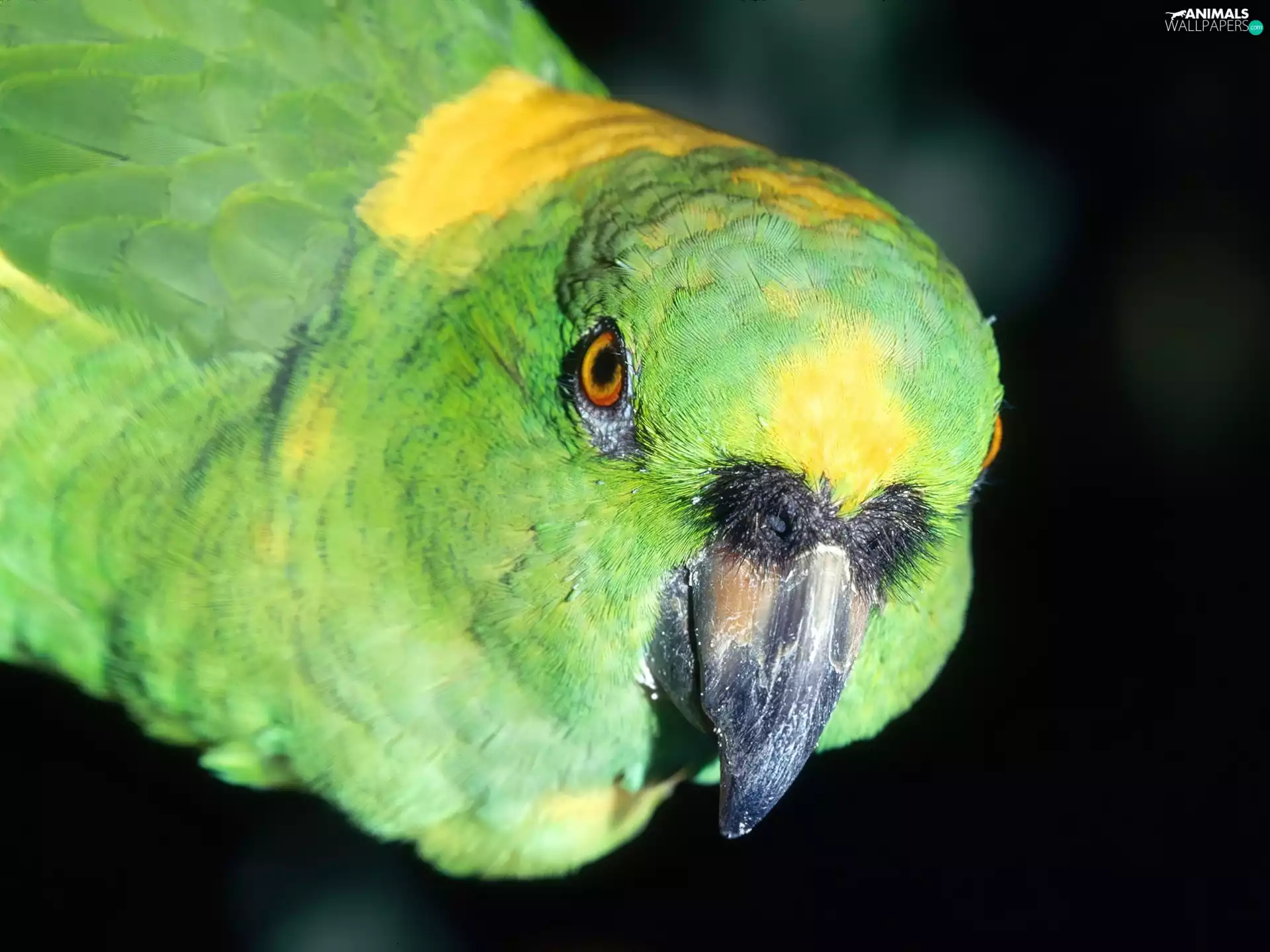 parrot, nose