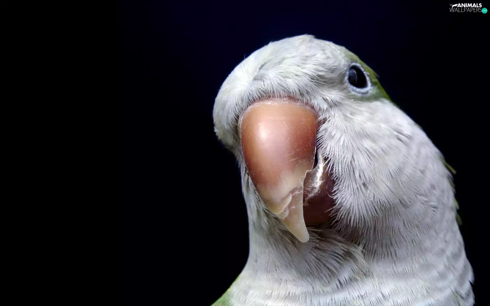 parrot, nose