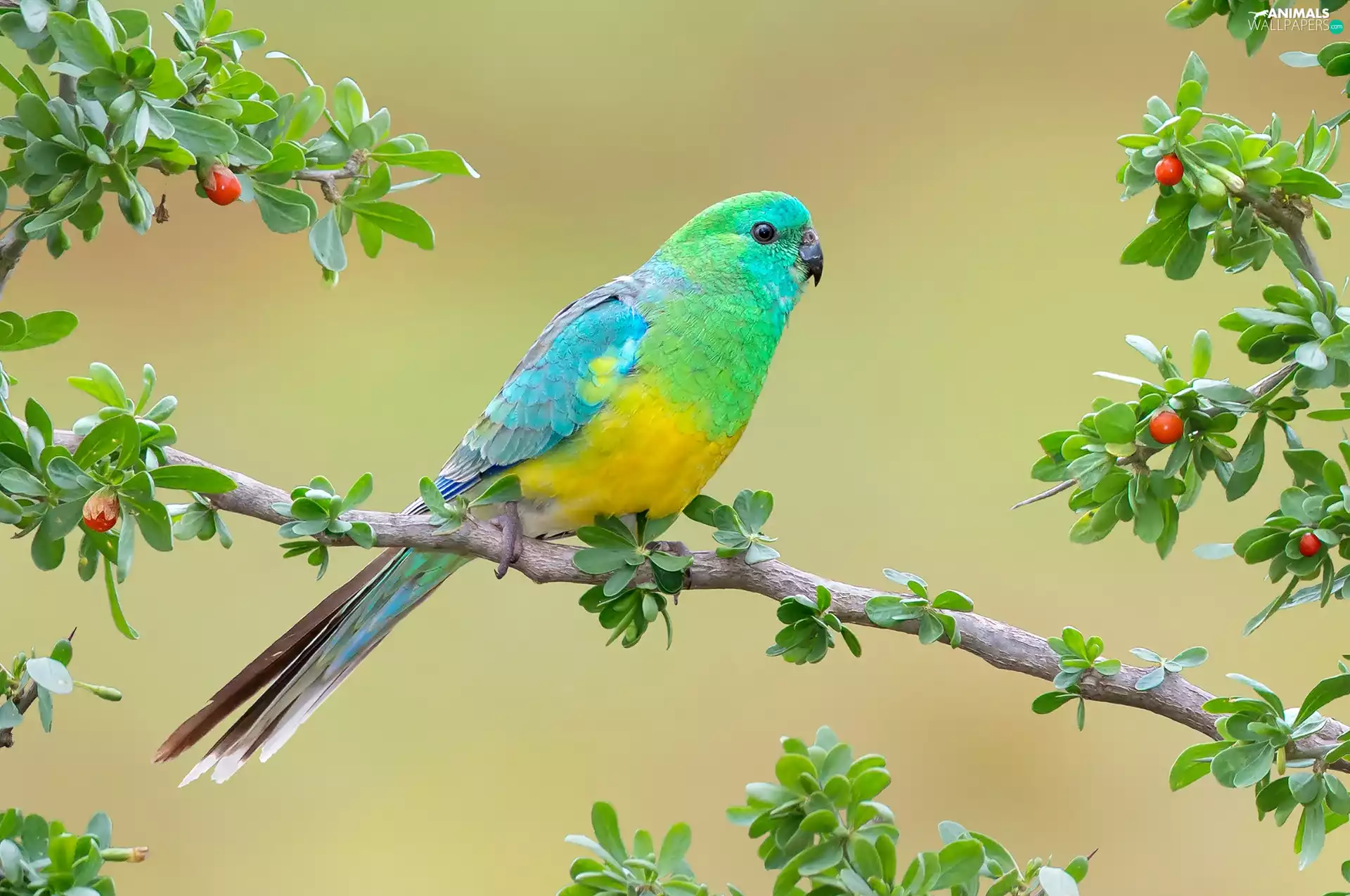 Coloured, Red-rumped Parrot, branch, parrot