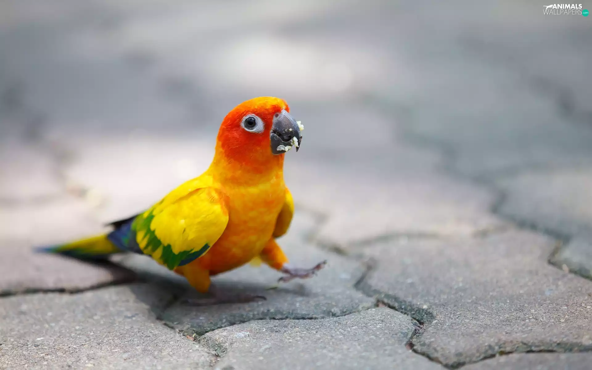 Pavement, Coloured, little parrot
