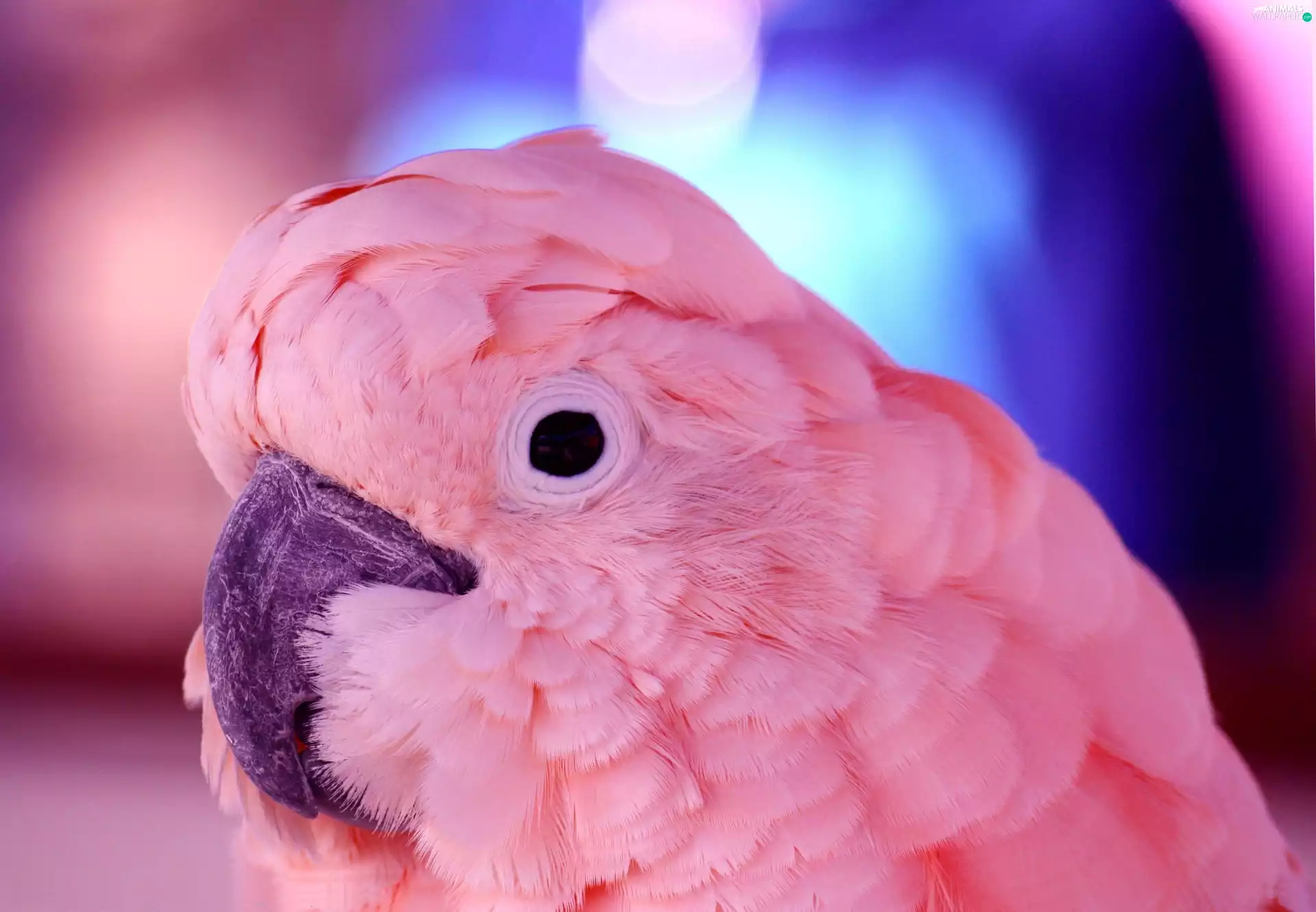 Pink, Violet, nose, parrot