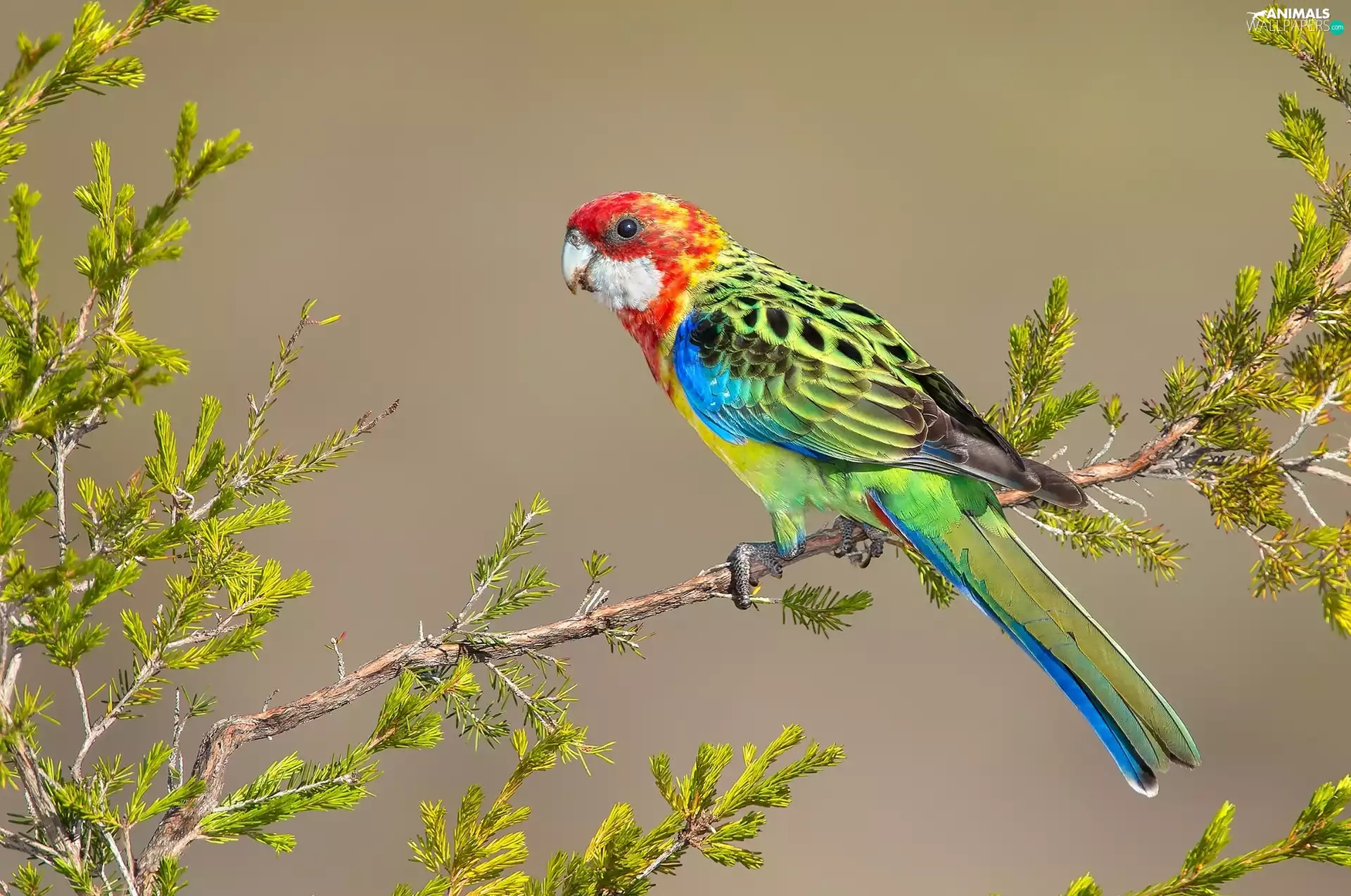 Twigs, parrot, Rosella White-faced