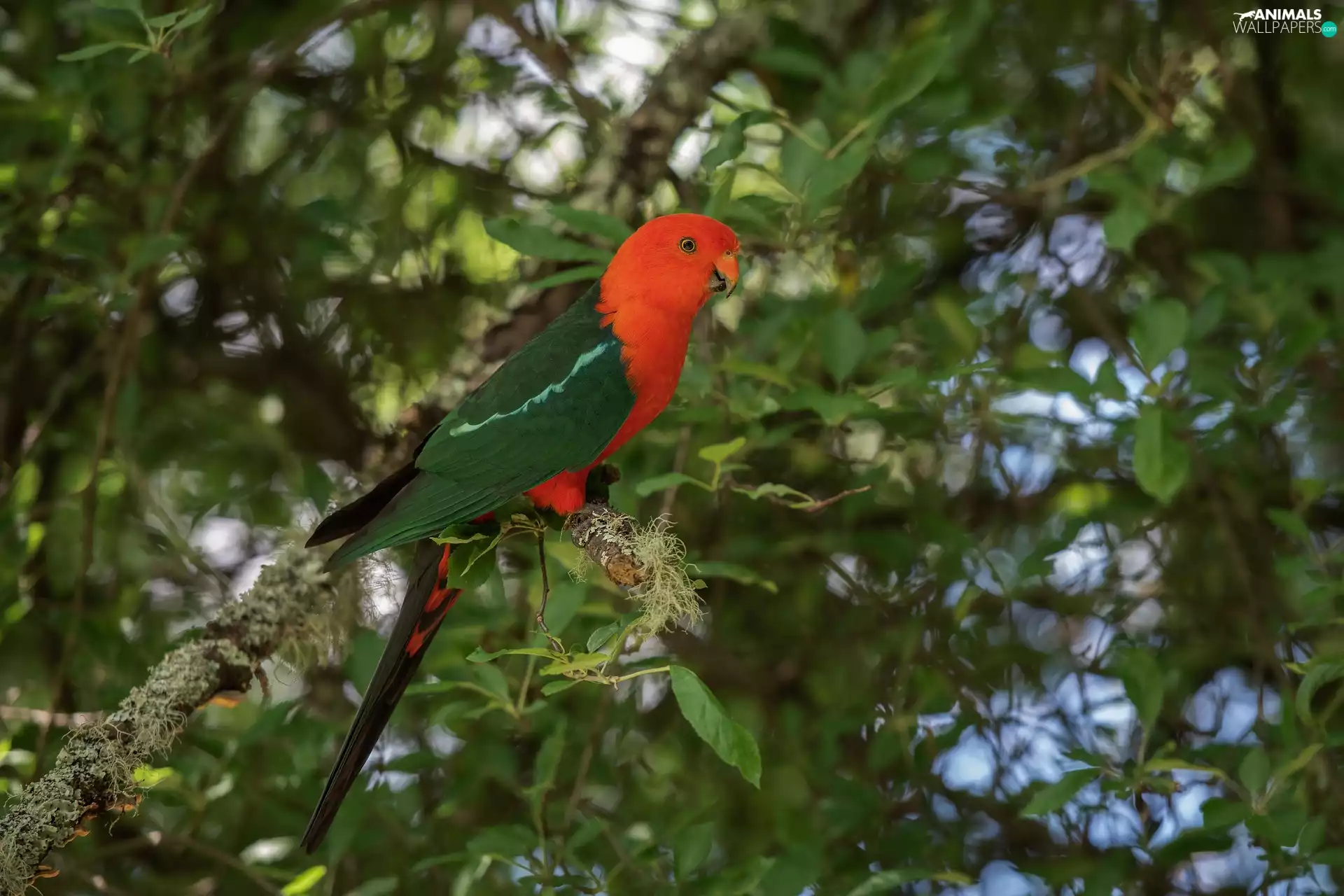 Royal pokeweed, Bird, parrot
