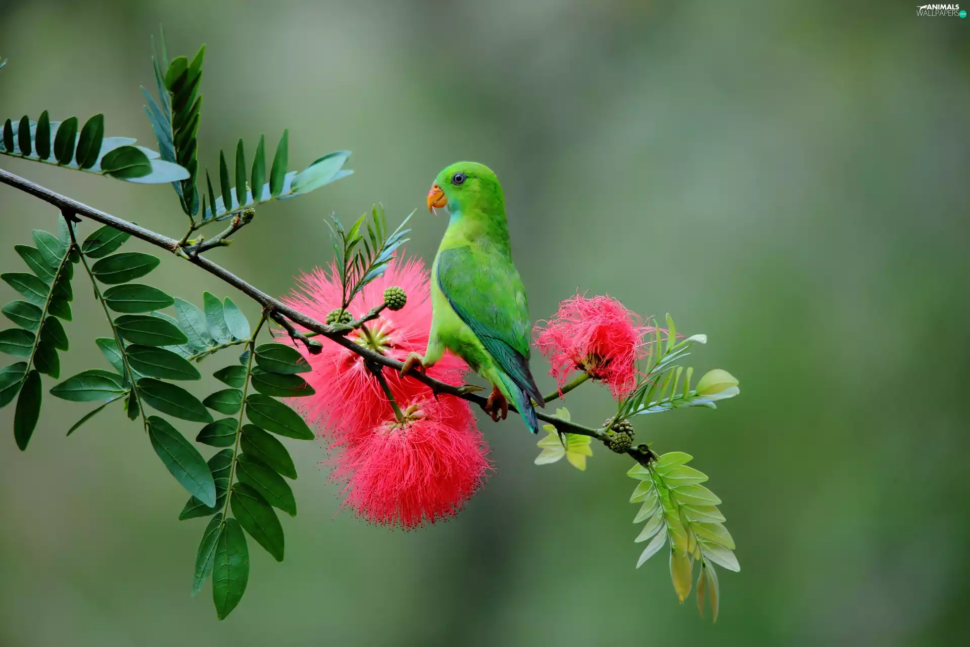 parrot, twig