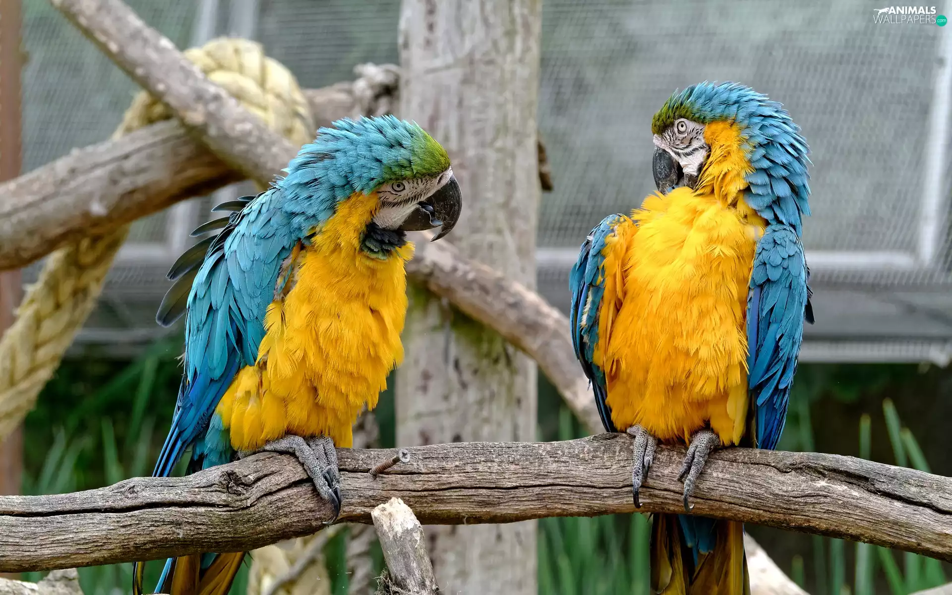 Two, Parrots, Ary, Blue-Yellow