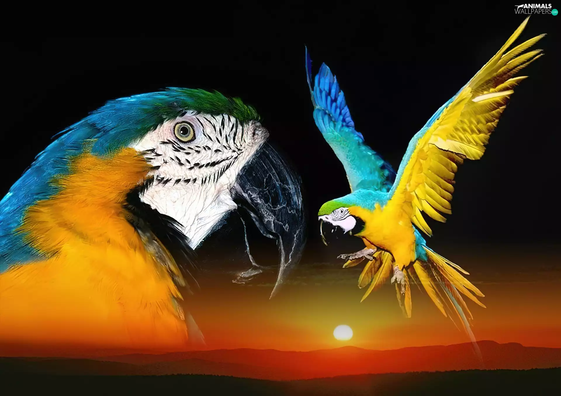 Parrots, Ary