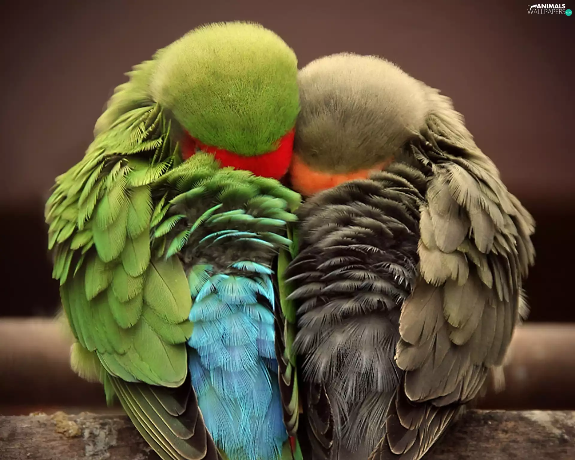 Parrots, Sleeping, cuddled